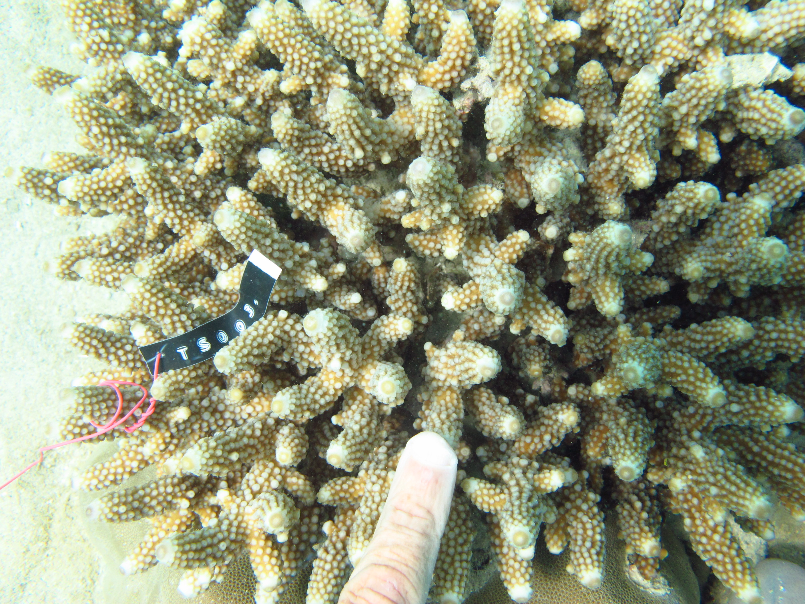 Acropora samoensis