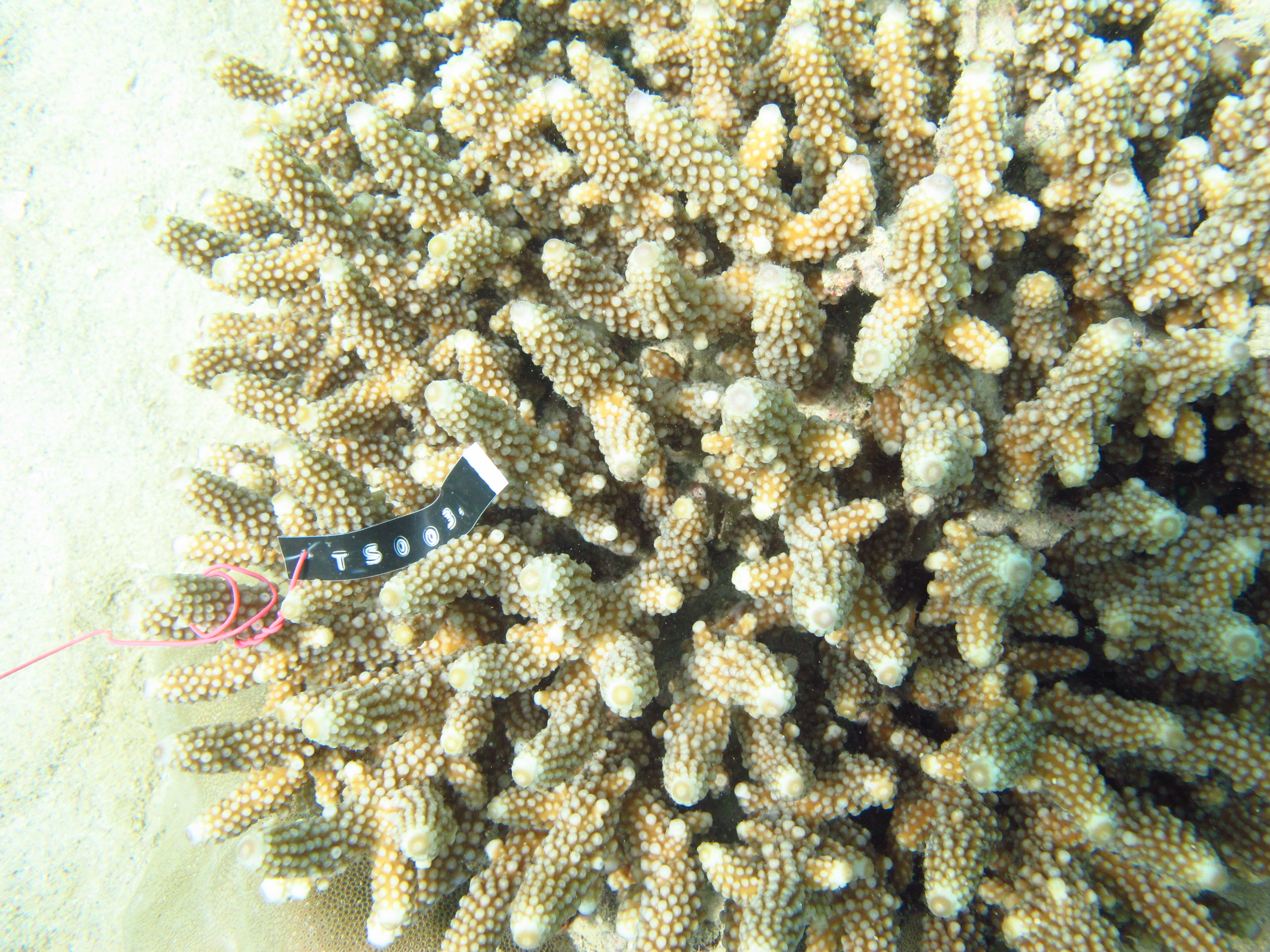Acropora samoensis