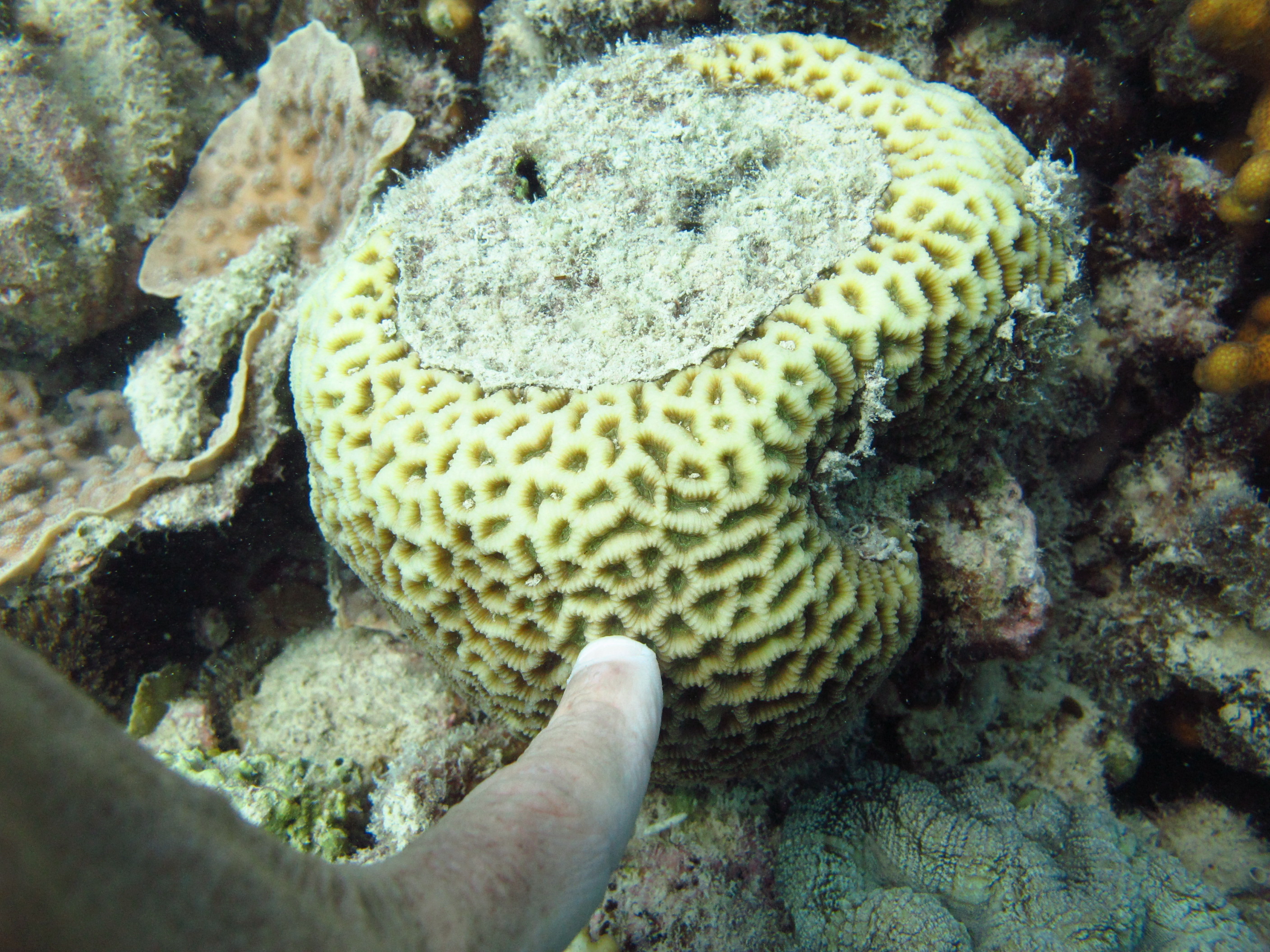 Goniastrea favulus