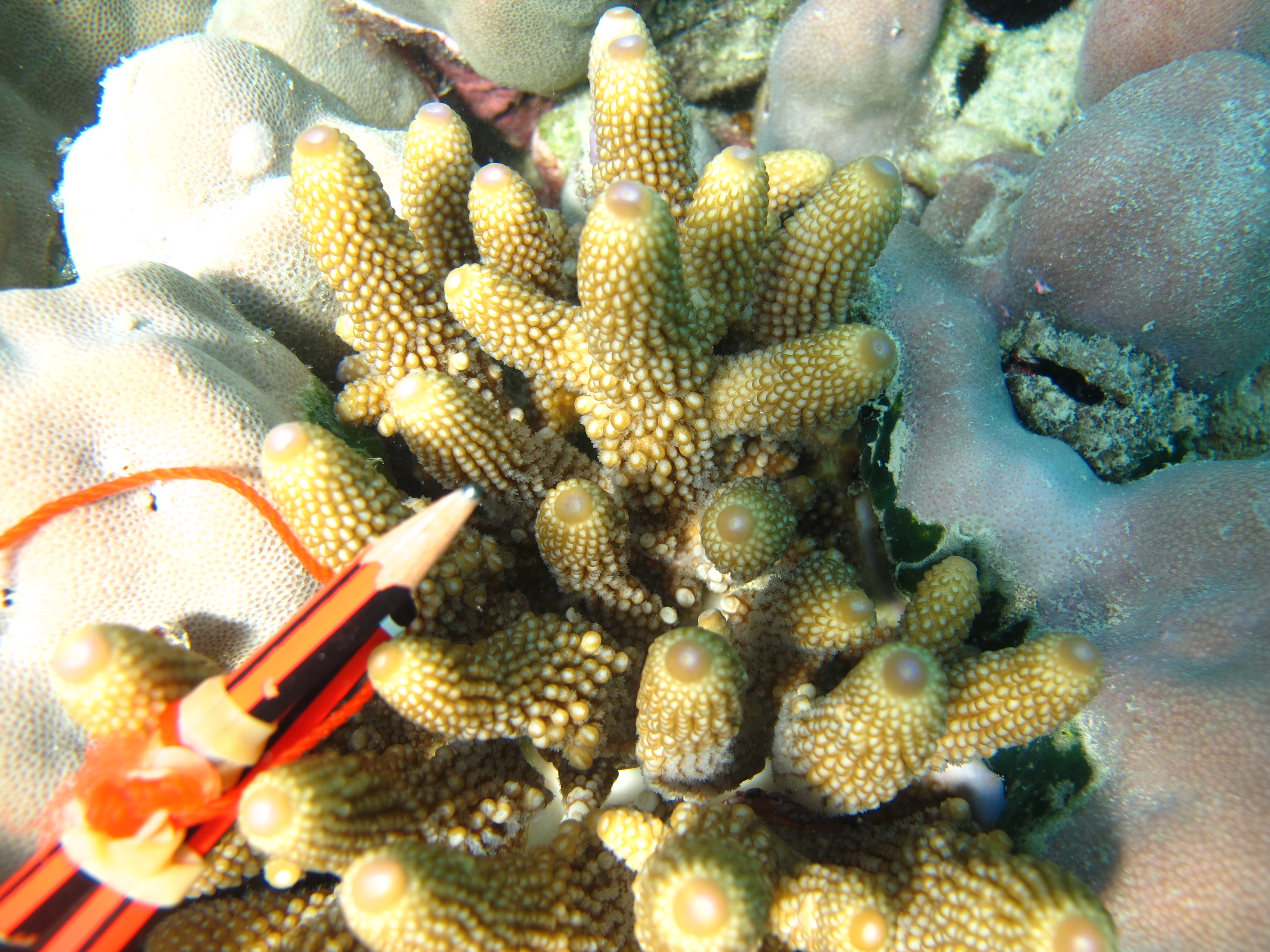 Acropora humilis