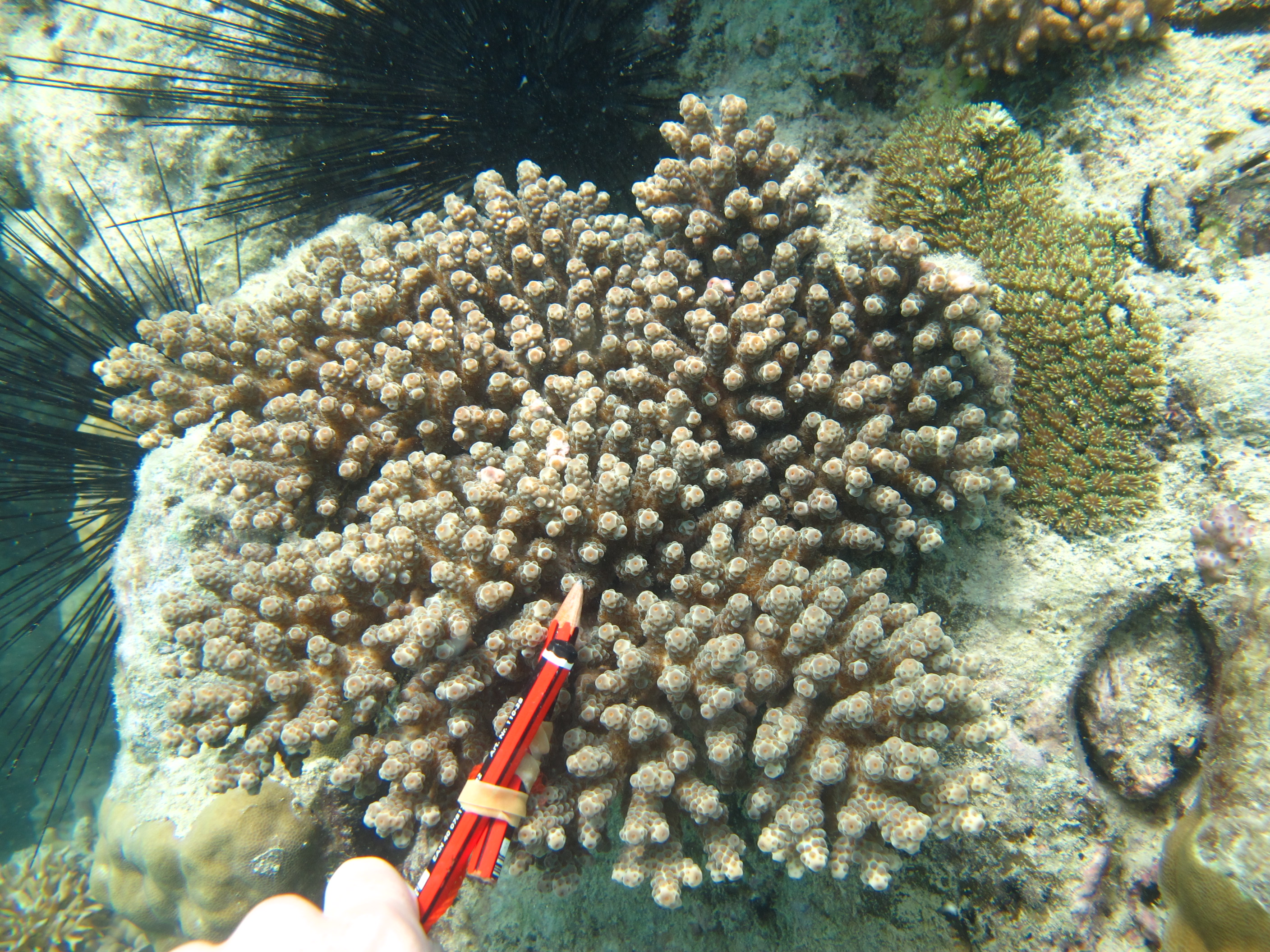 Acropora sarmentosa