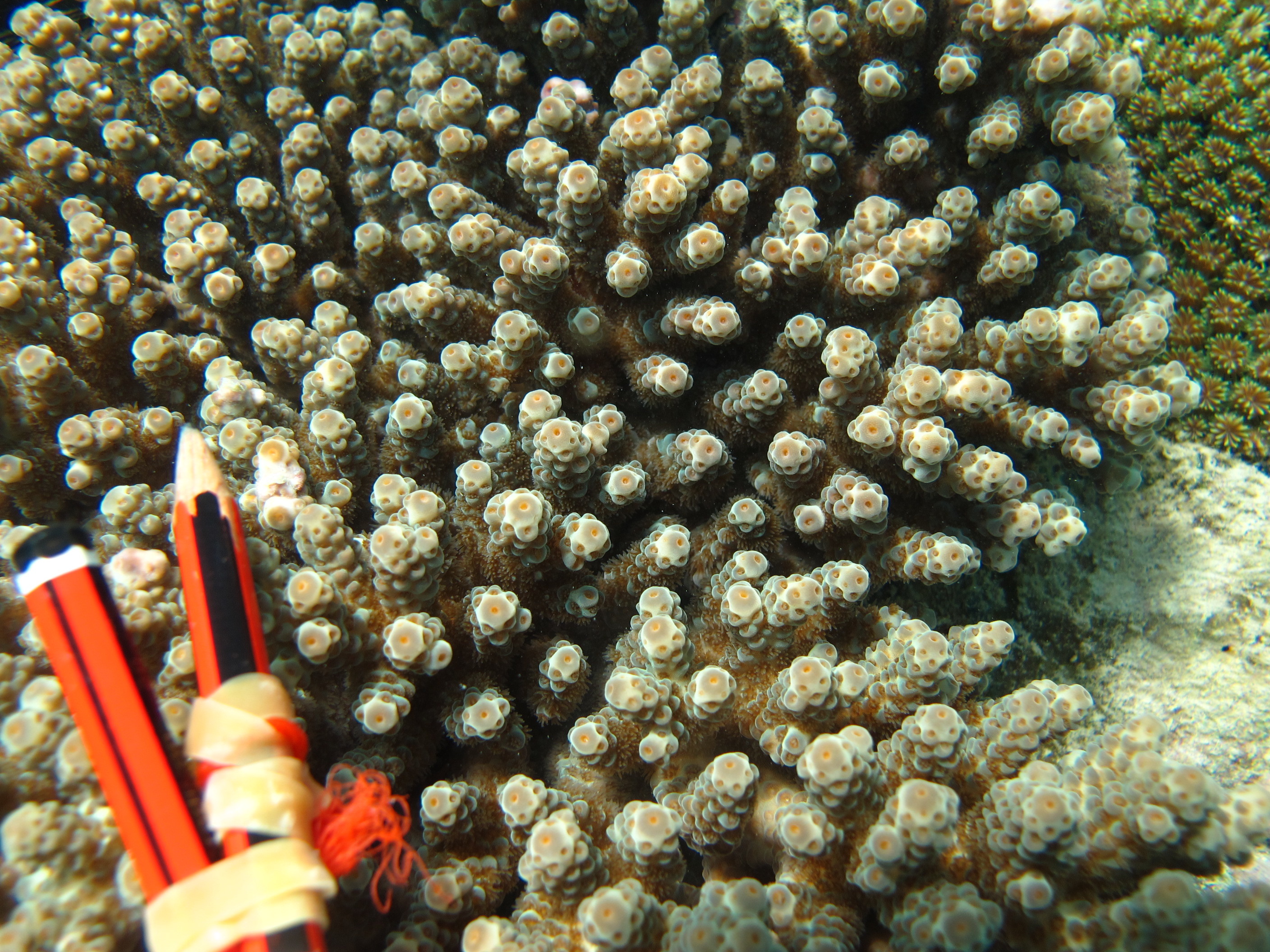 Acropora sarmentosa
