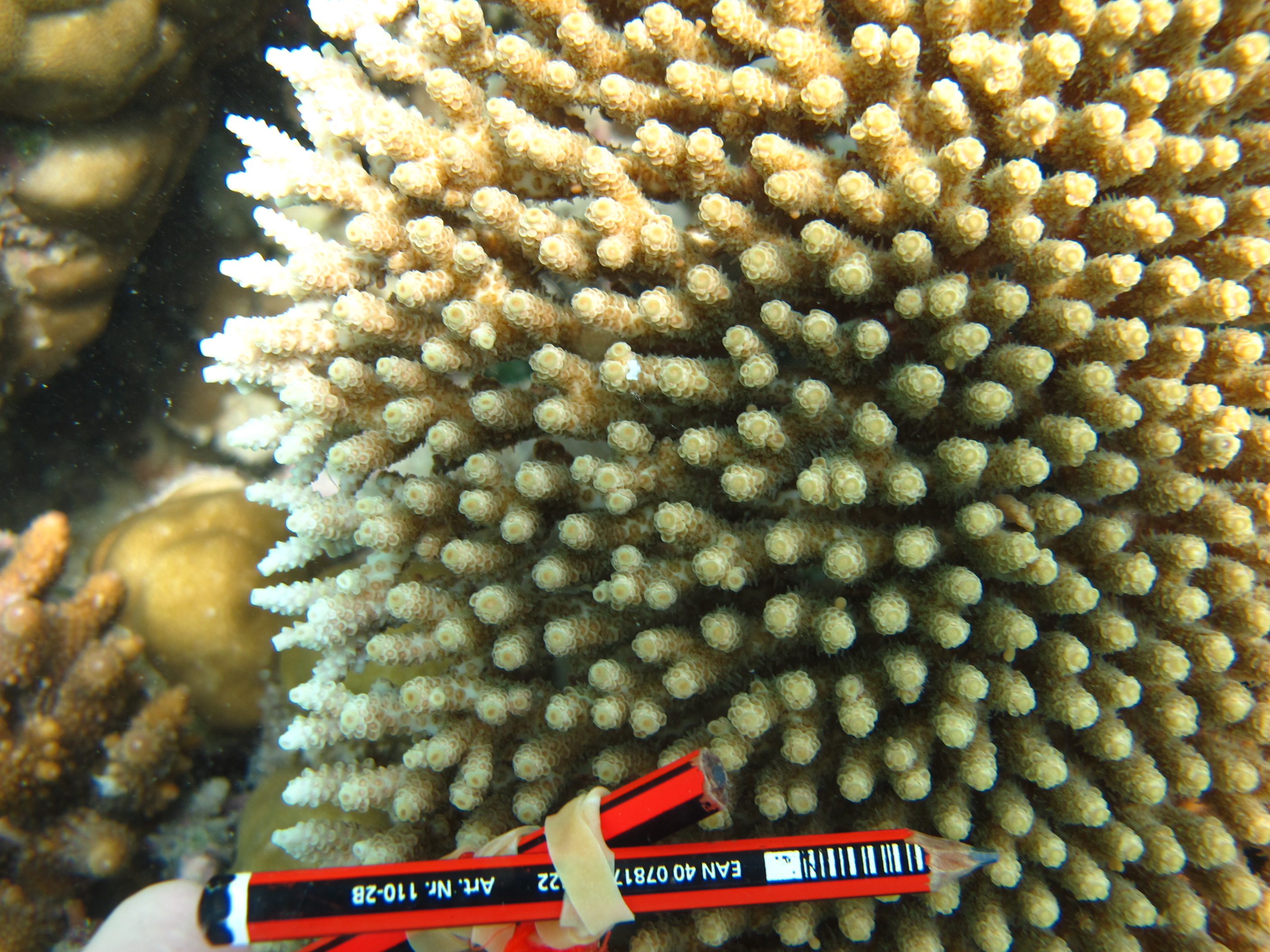 Acropora hyacinthus