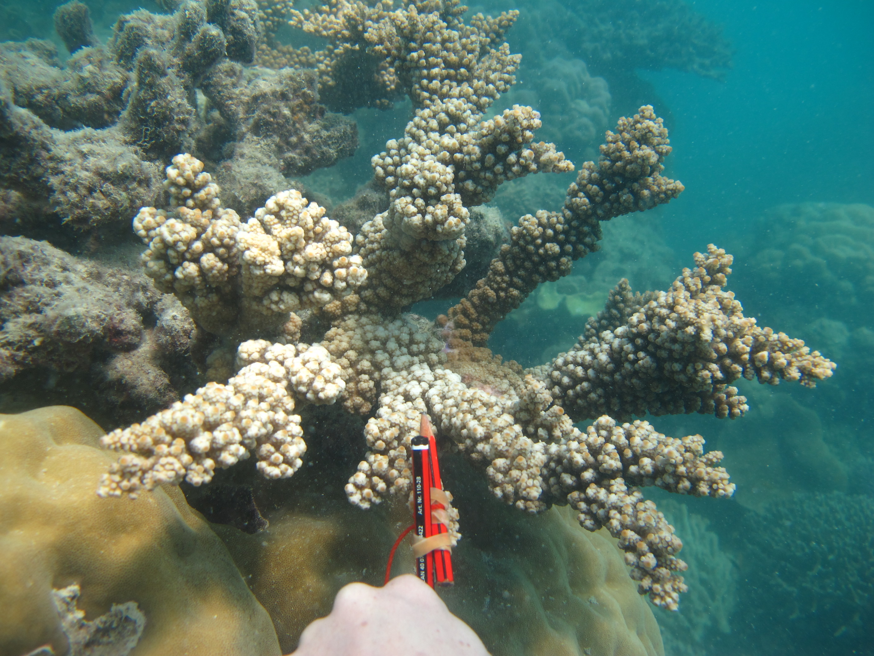 Acropora florida