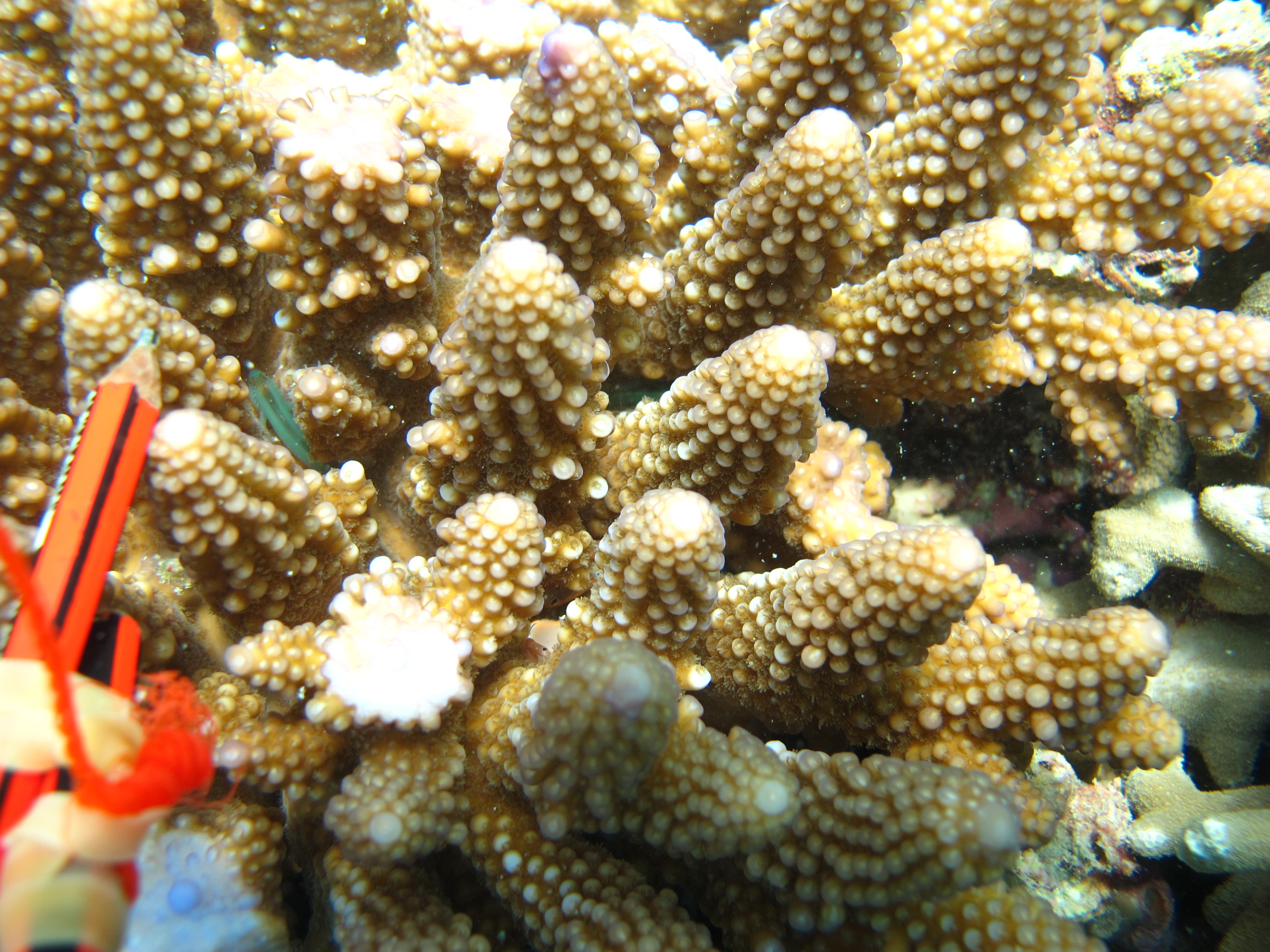 Acropora gemmifera
