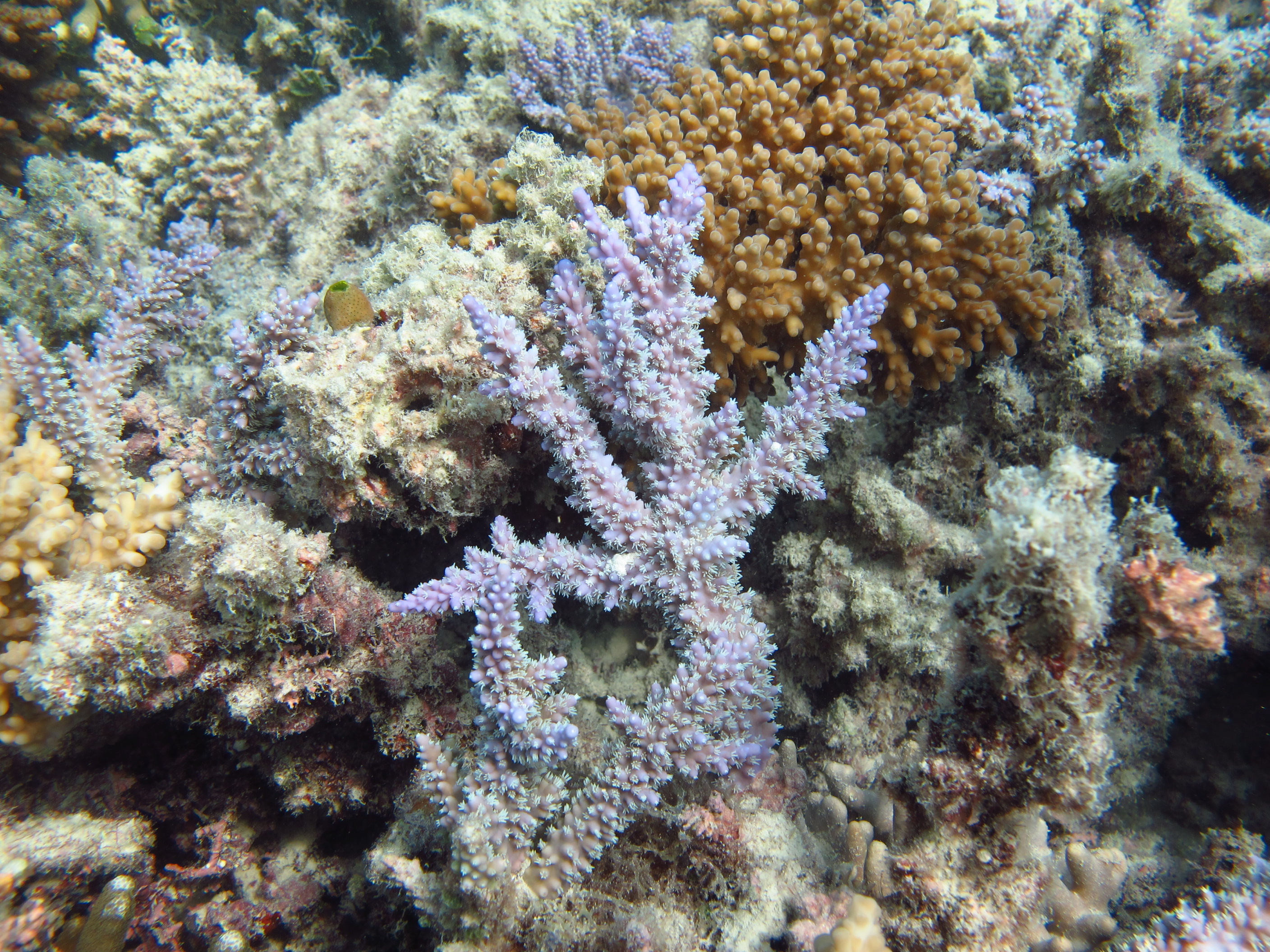 Acropora horrida