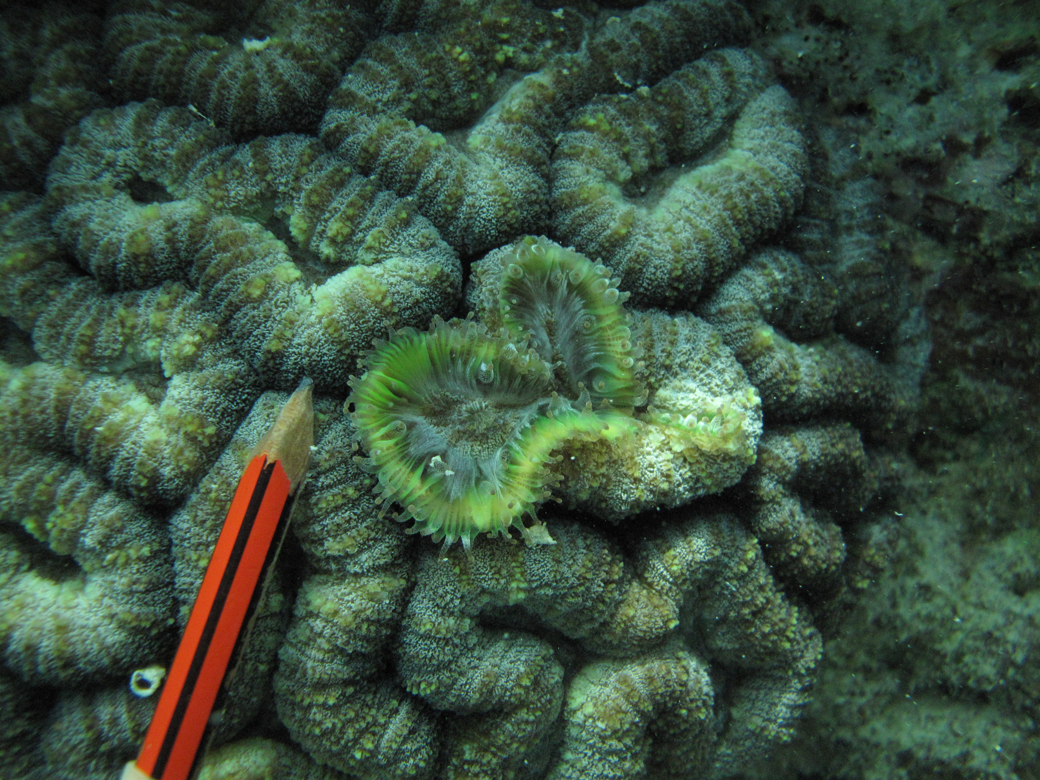 Lobophyllia hemprichii