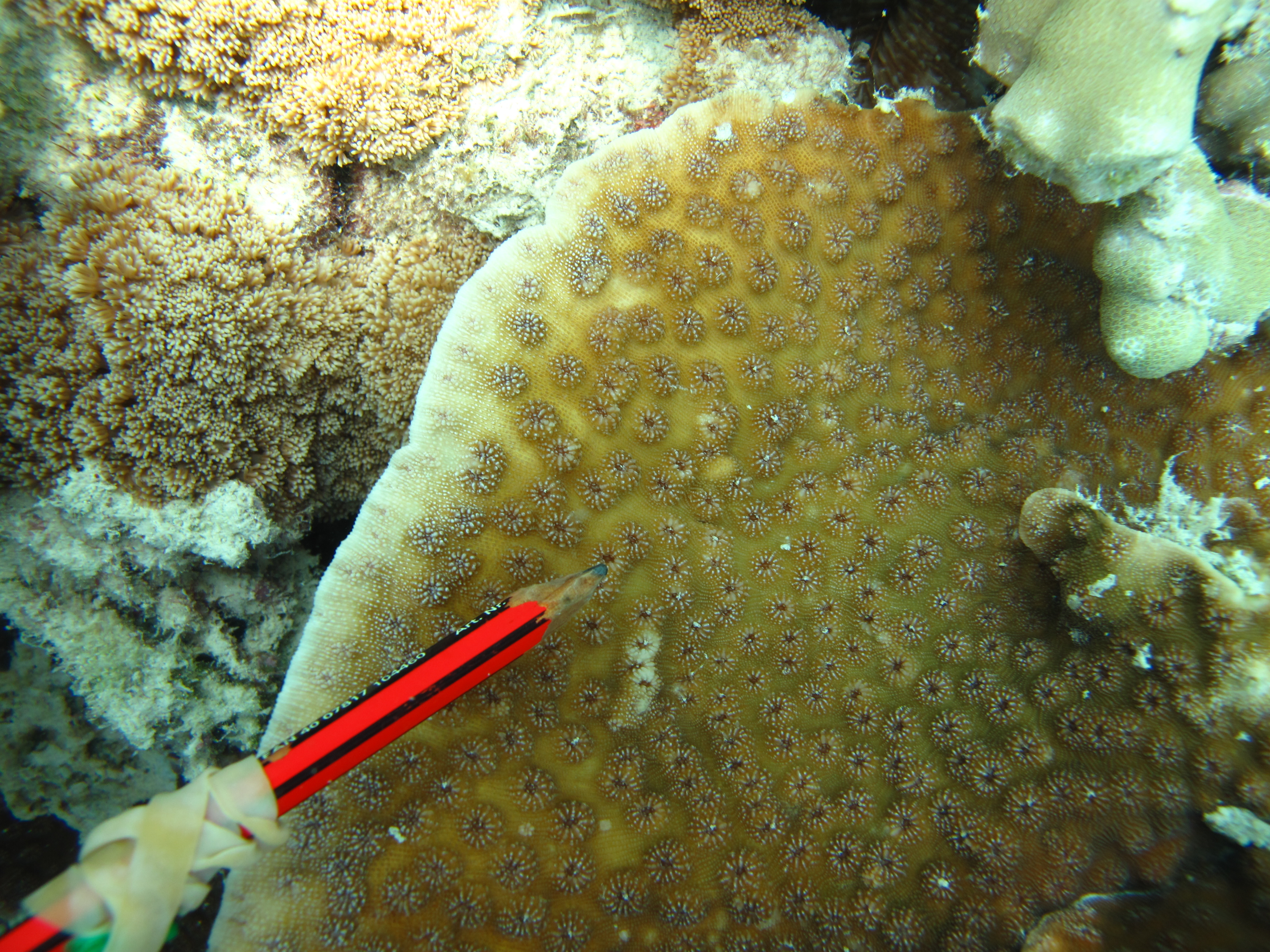 Echinopora lamellosa