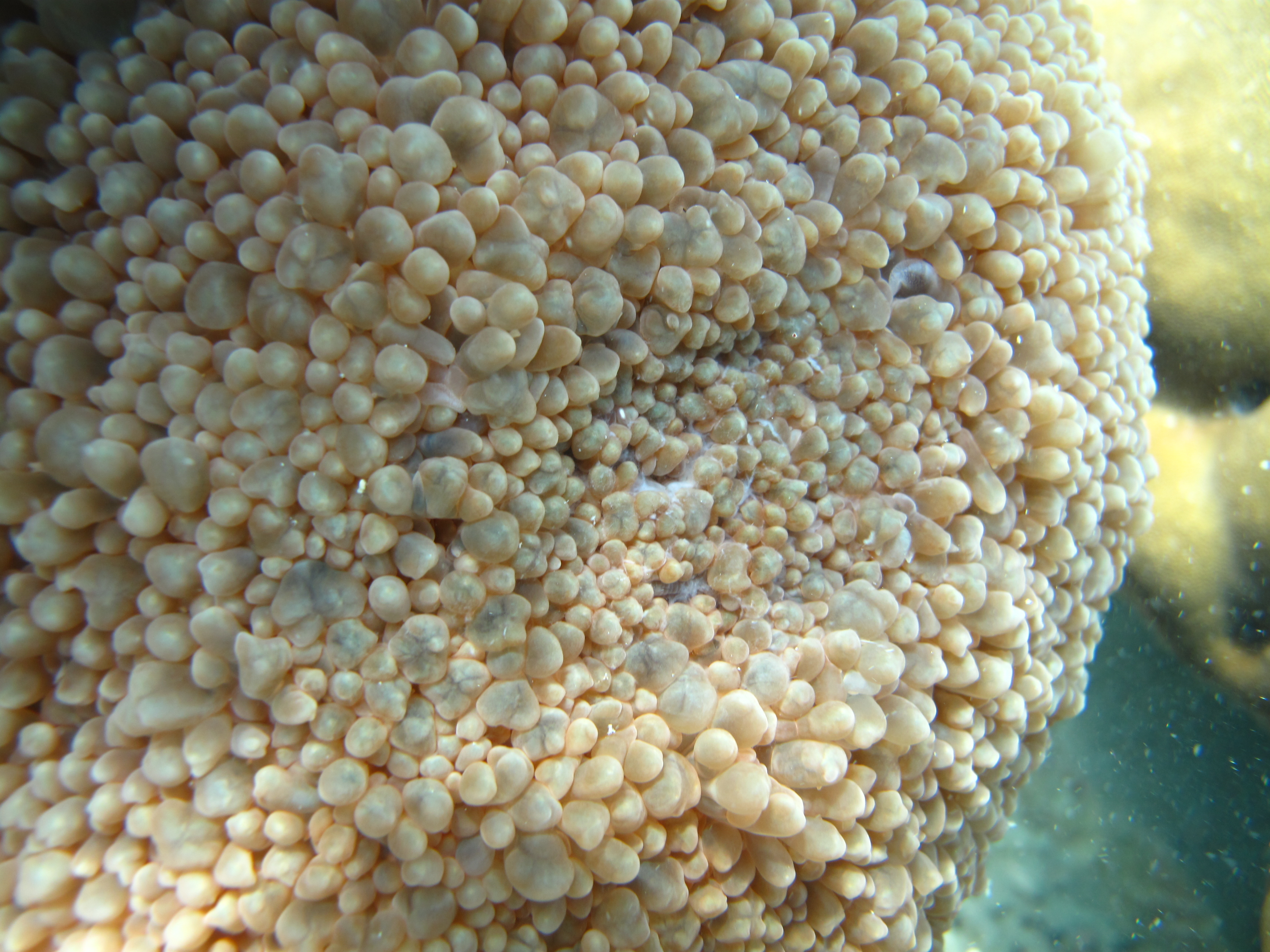 Physogyra lichtensteini