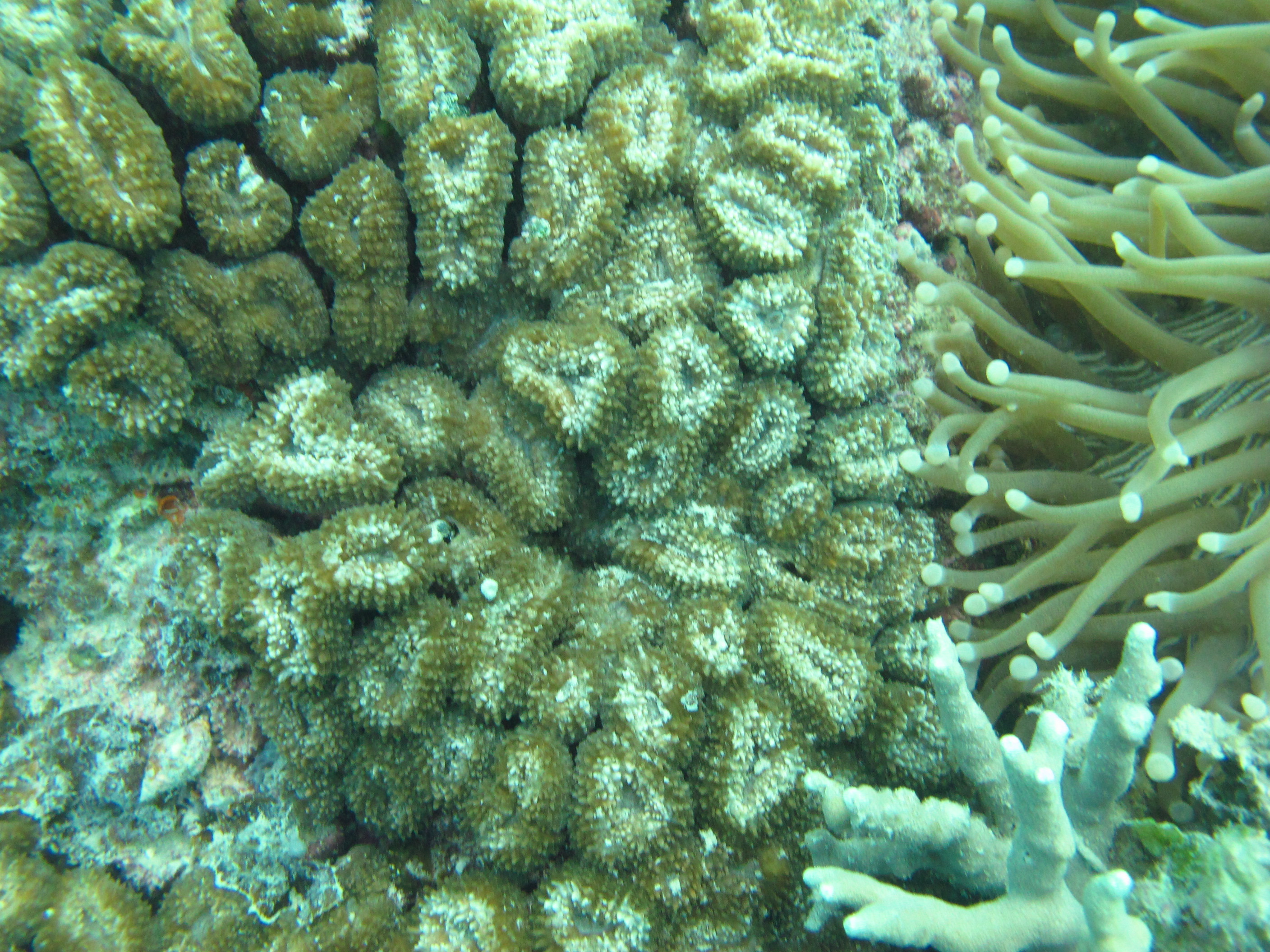 Lobophyllia corymbosa