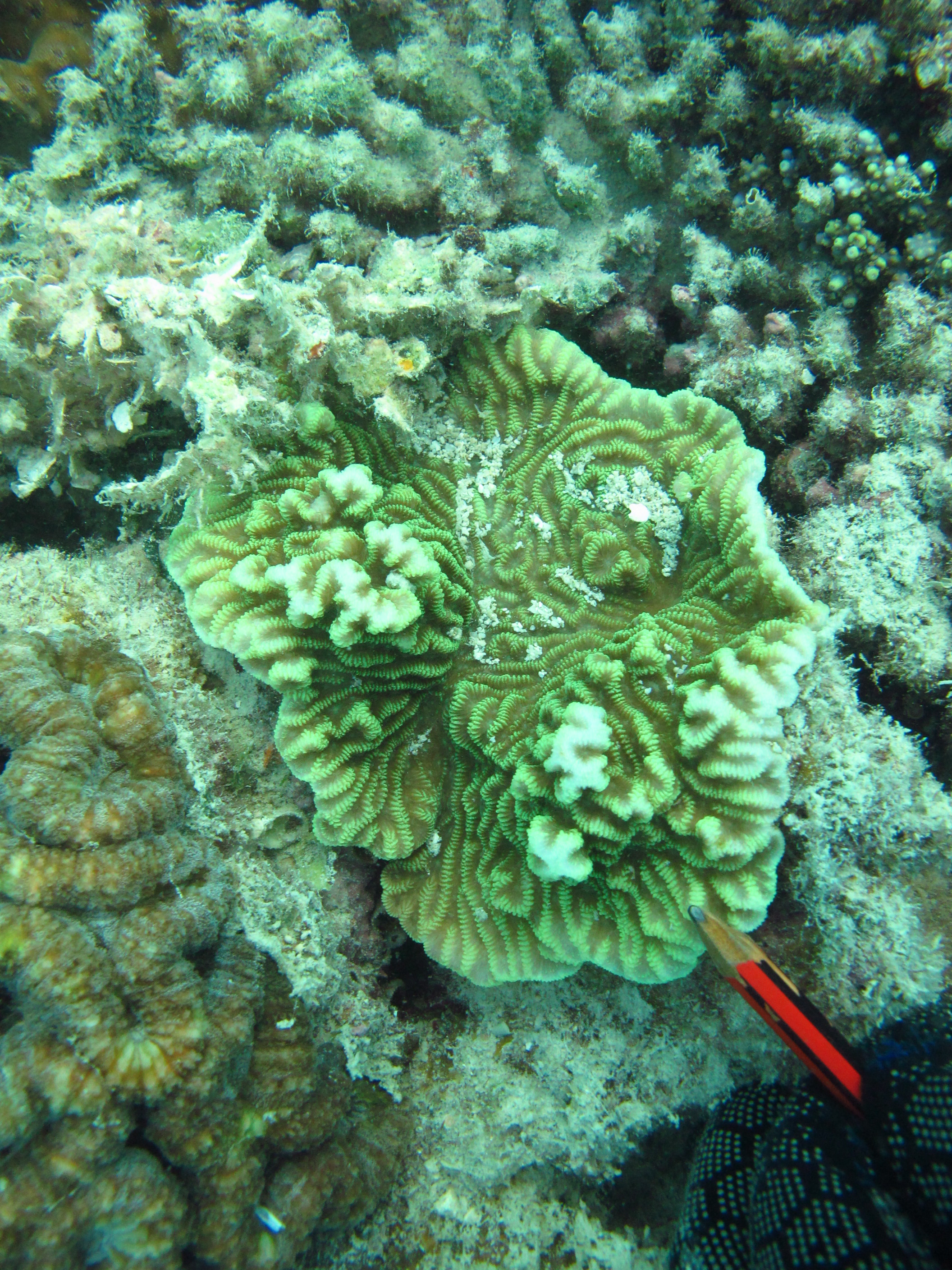 Merulina ampliata