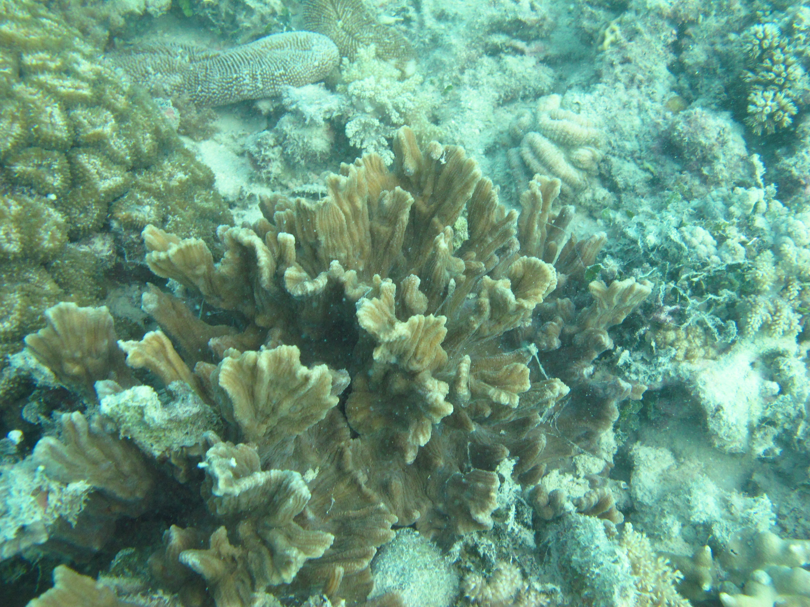 Pectinia paeonia