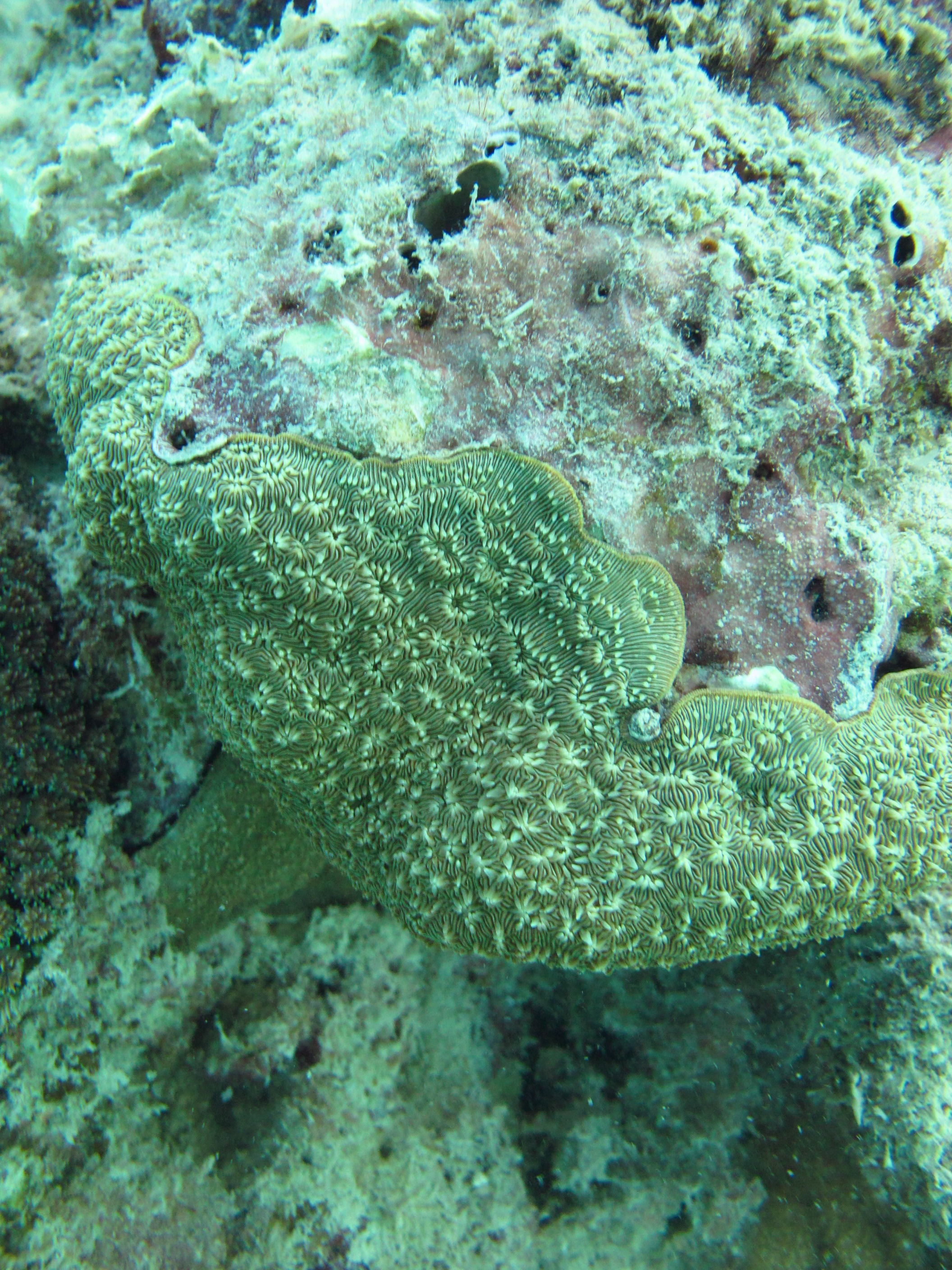 Pavona explanulata