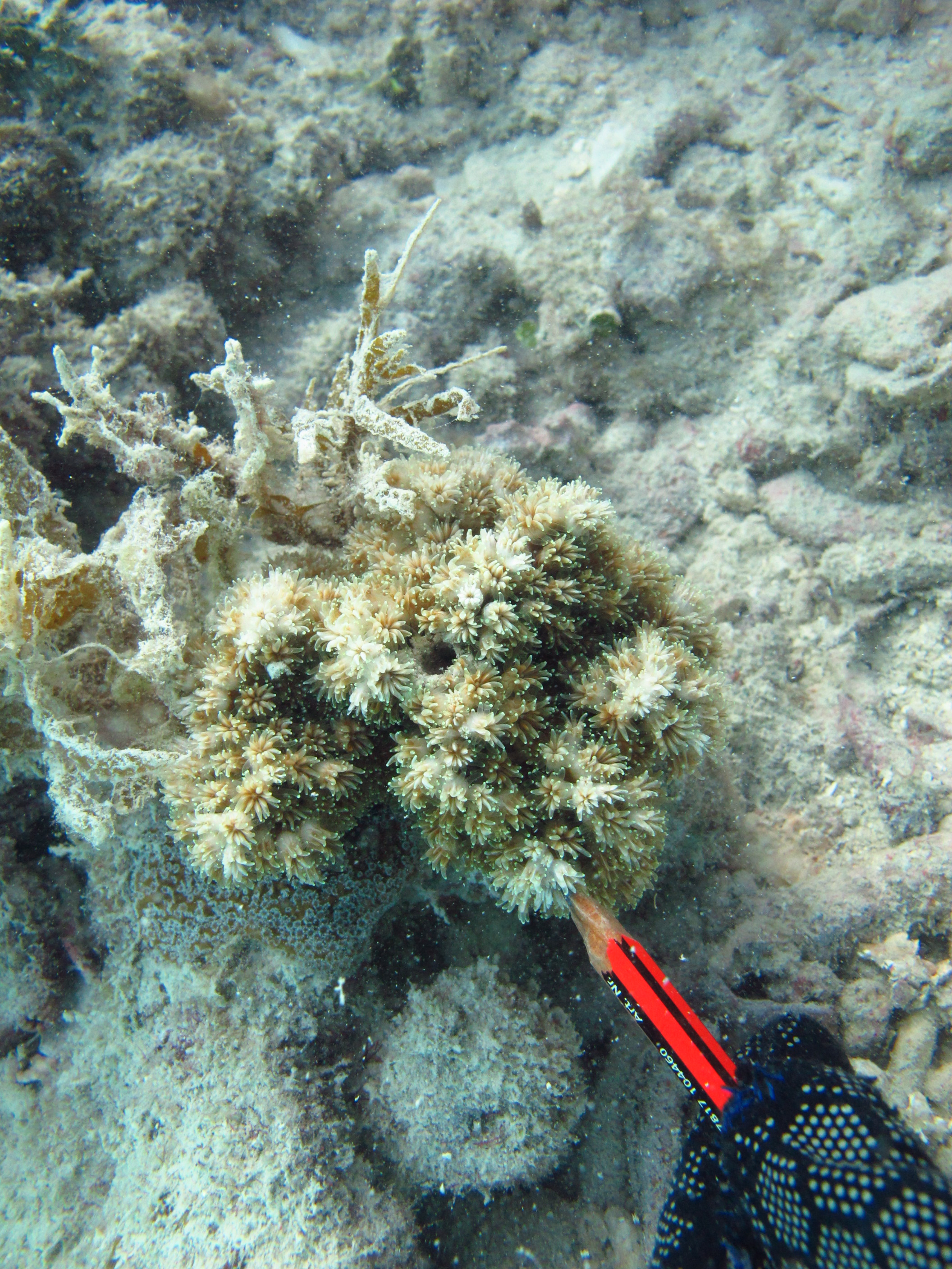 Galaxea acrhelia