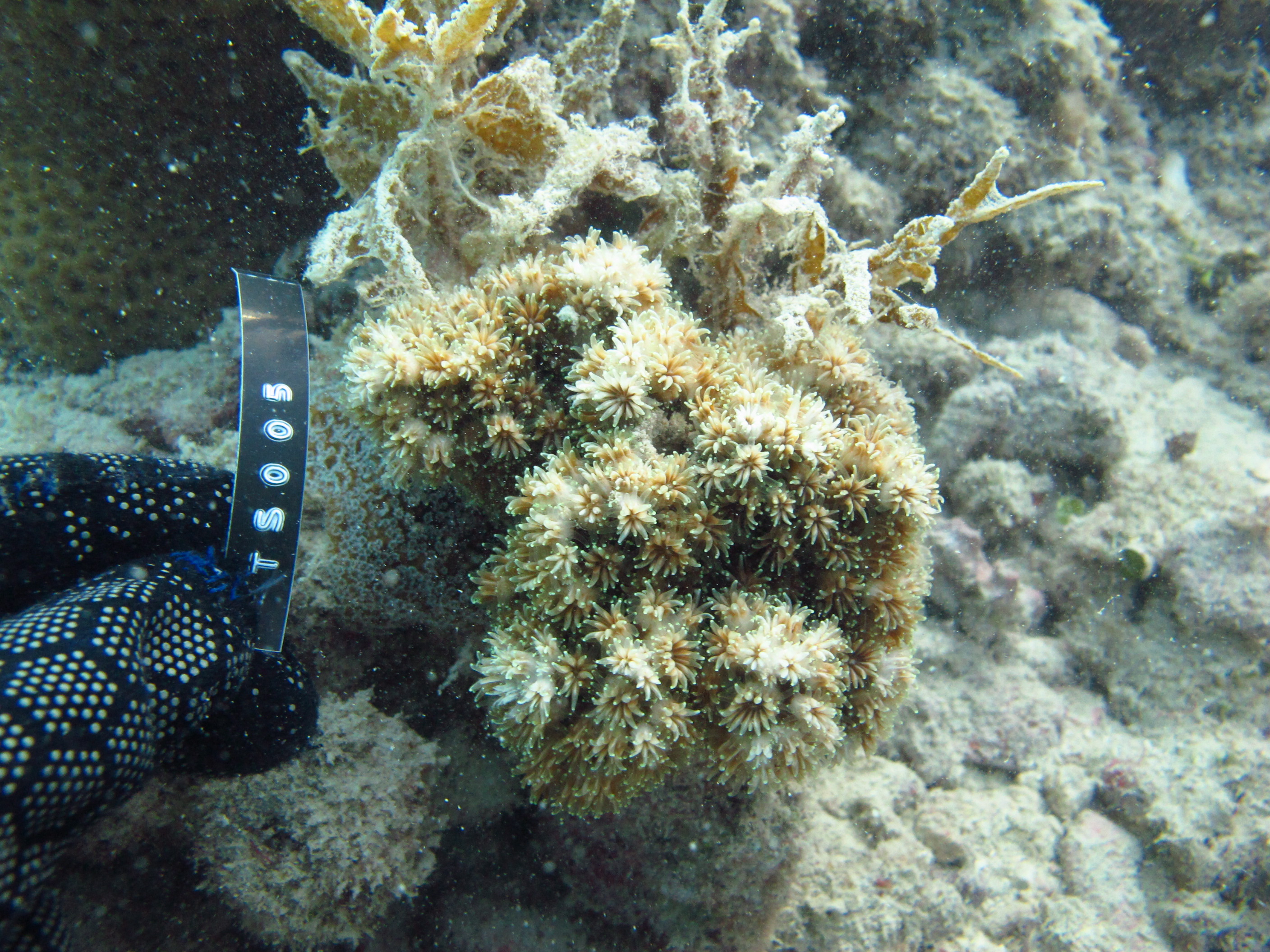 Galaxea acrhelia