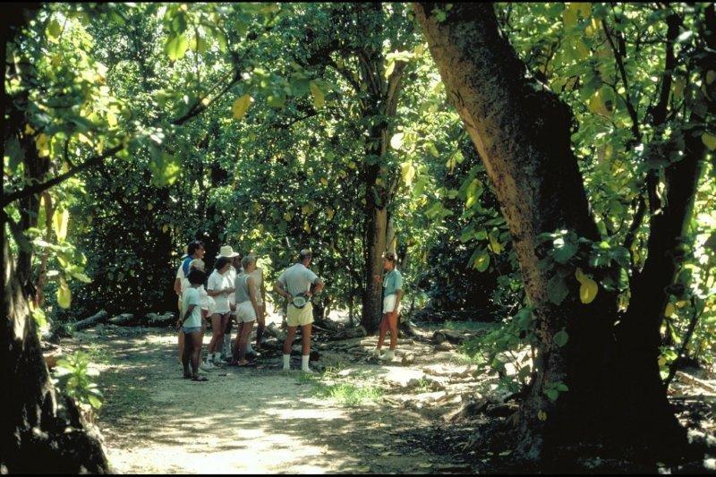 Rainforest tours in the Wet Tropics World Heritage Area (WTWHA)