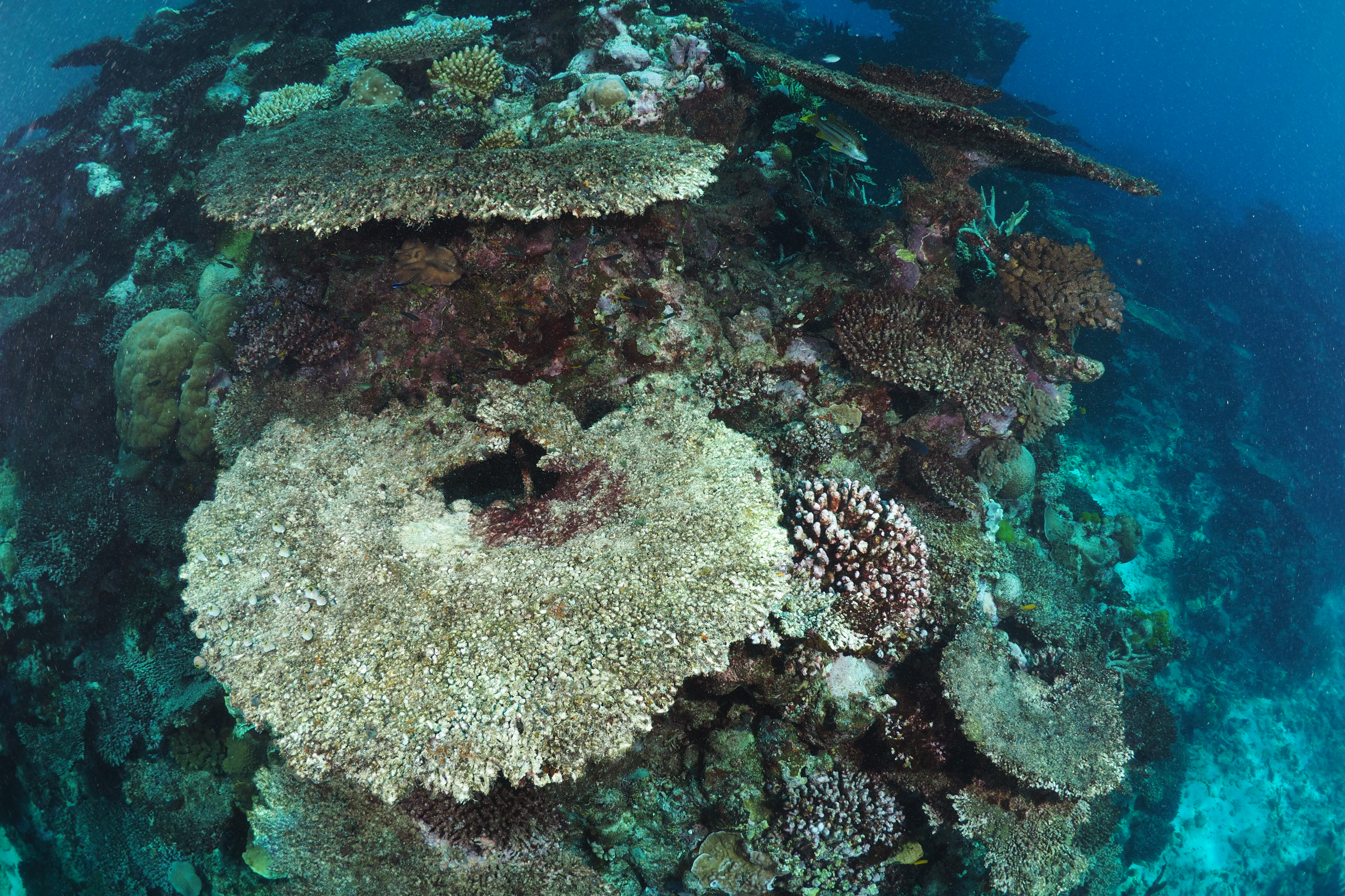 Dead Acropora hyacinthus