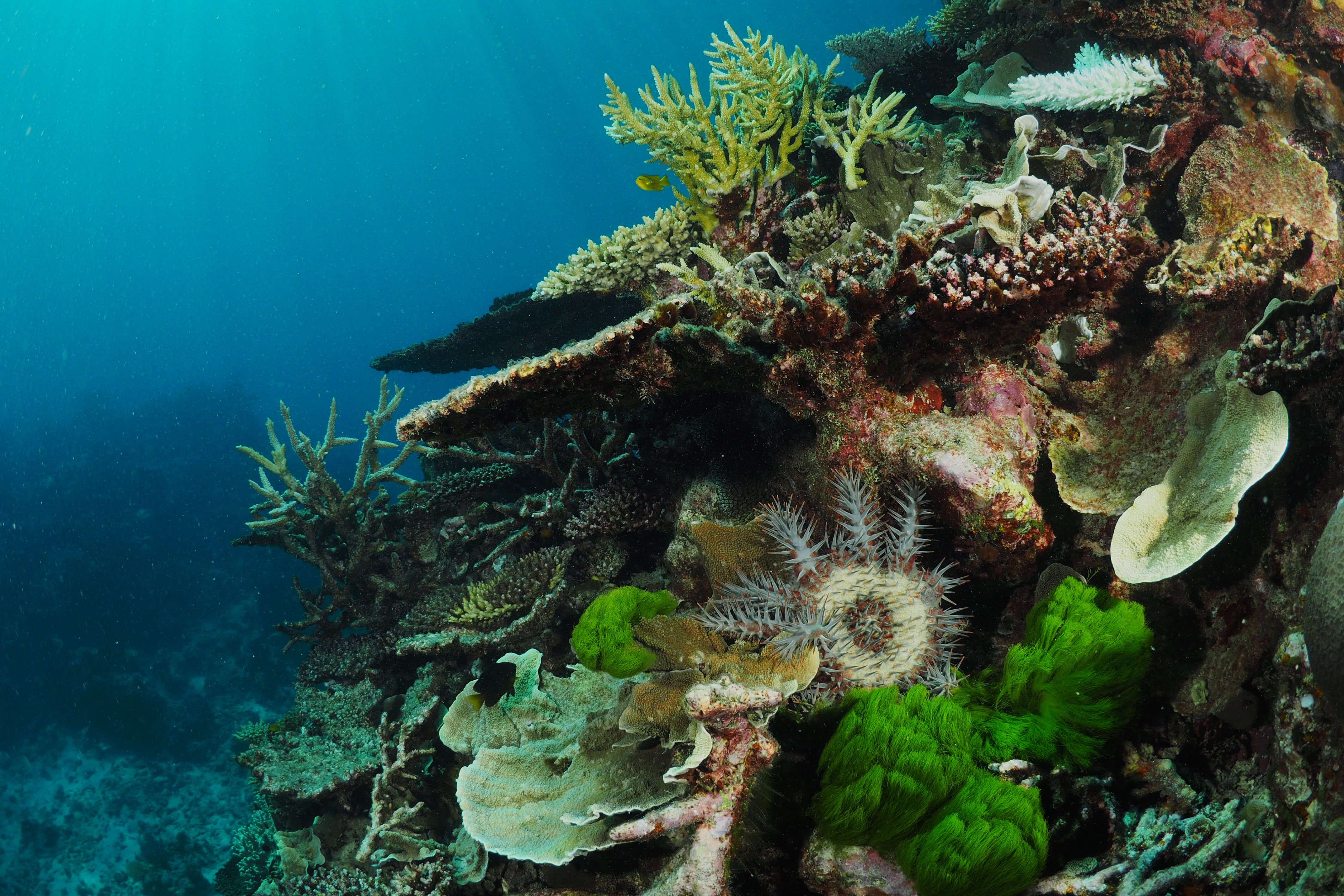 Reef with Crown-of-Thorns starfish