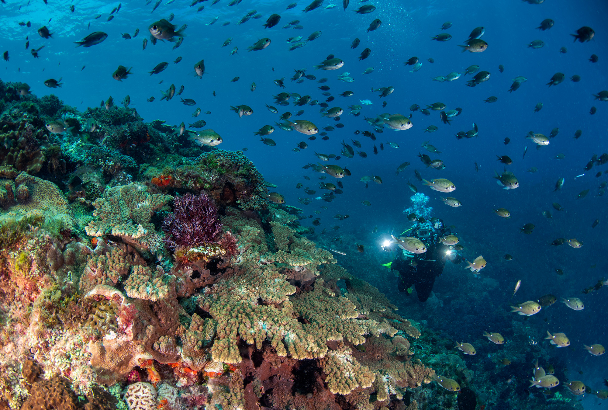RLS diver at Norfolk Island