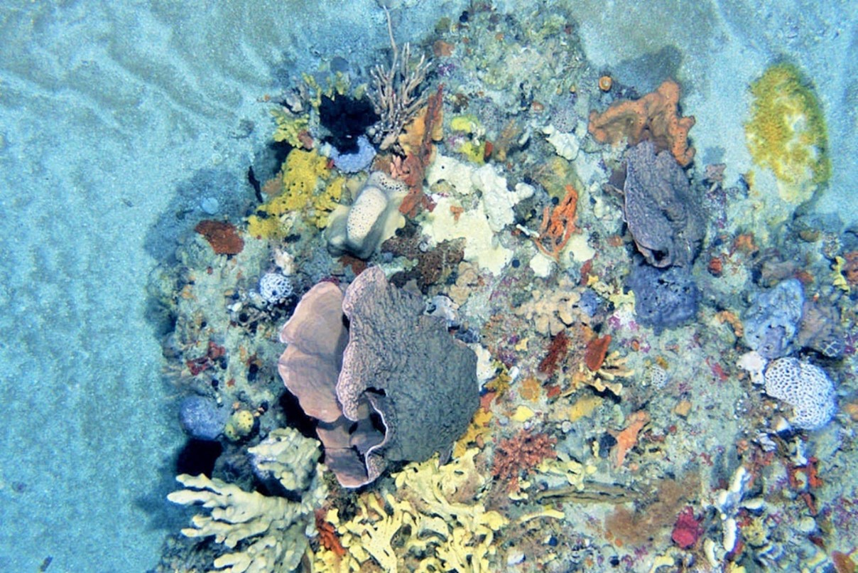 Reef outcrops in the Beagle Marine Park (1).jpg