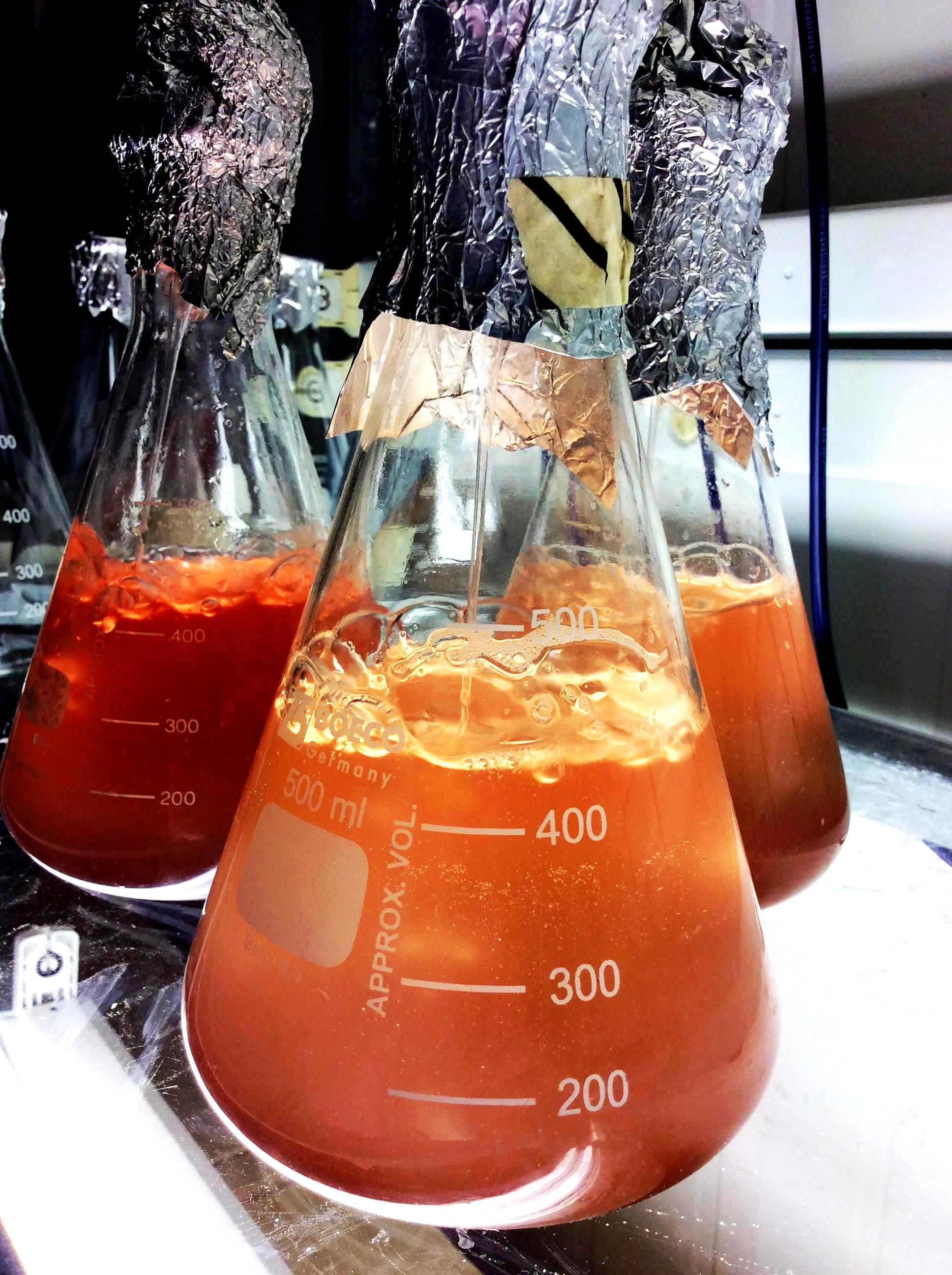 Stock cultures of the red microalgae Rhodomonas salina used to test herbicide toxicity