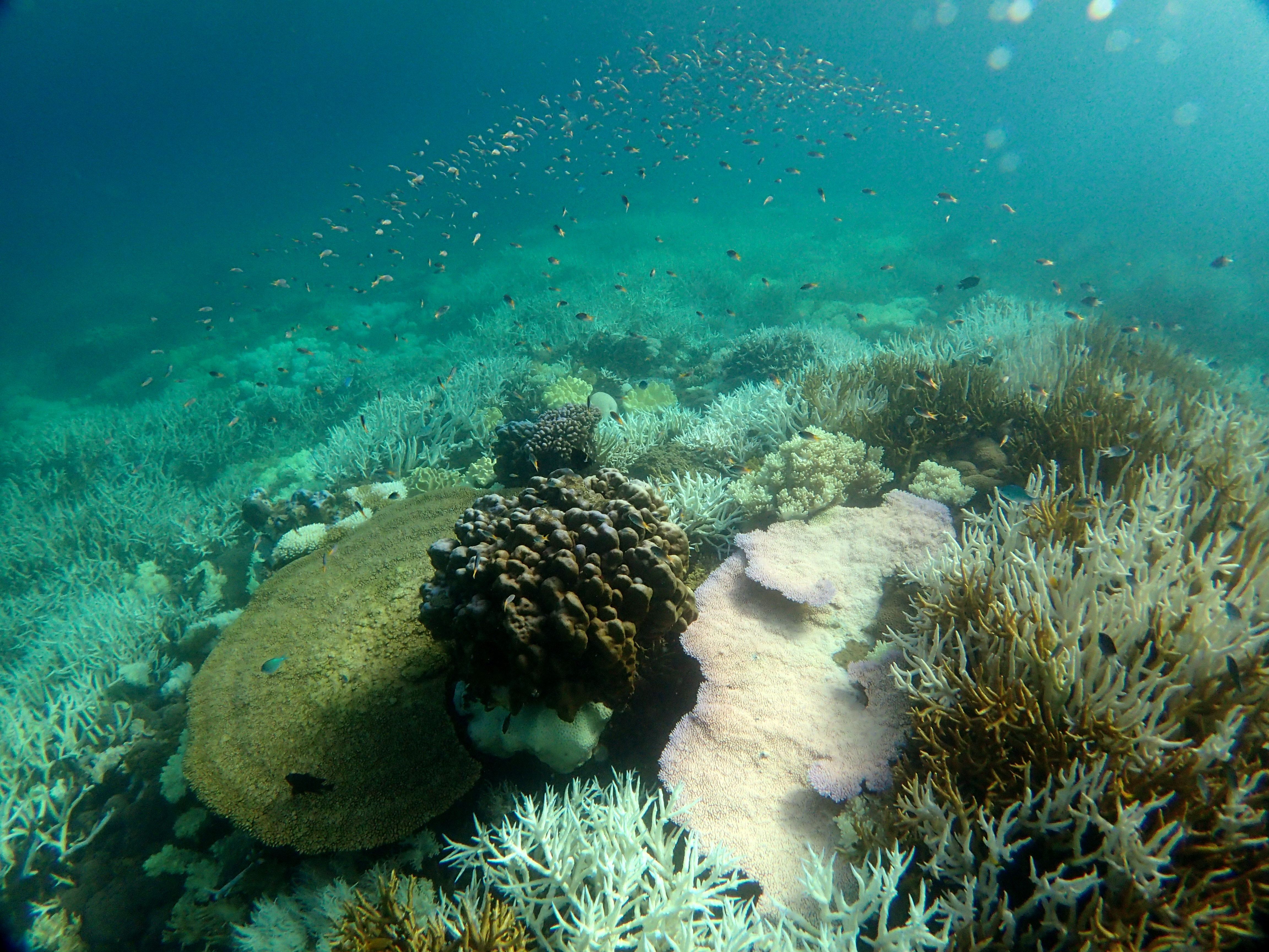 Russell Island Severe bleaching March 2017