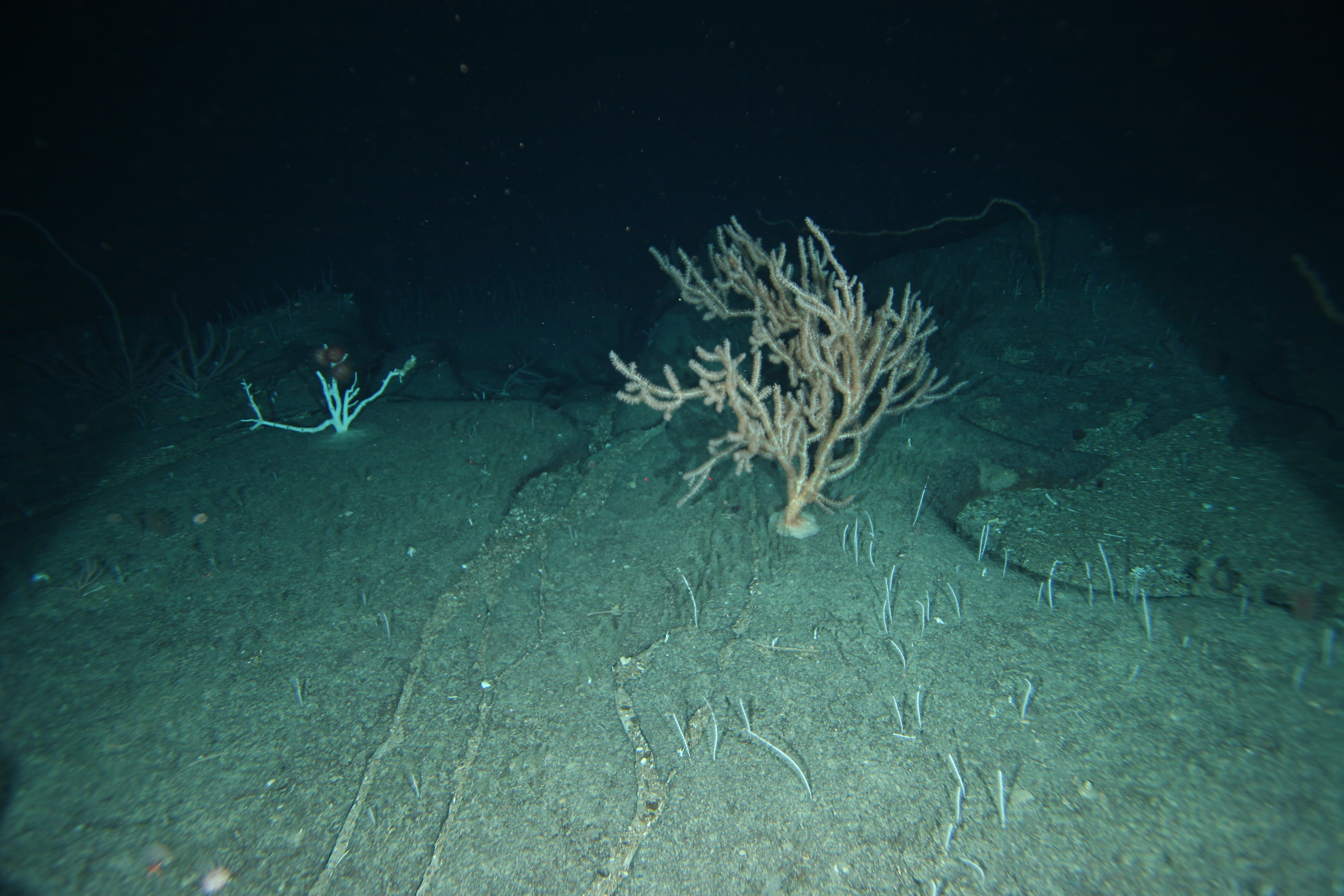 Ancient bamboo coral