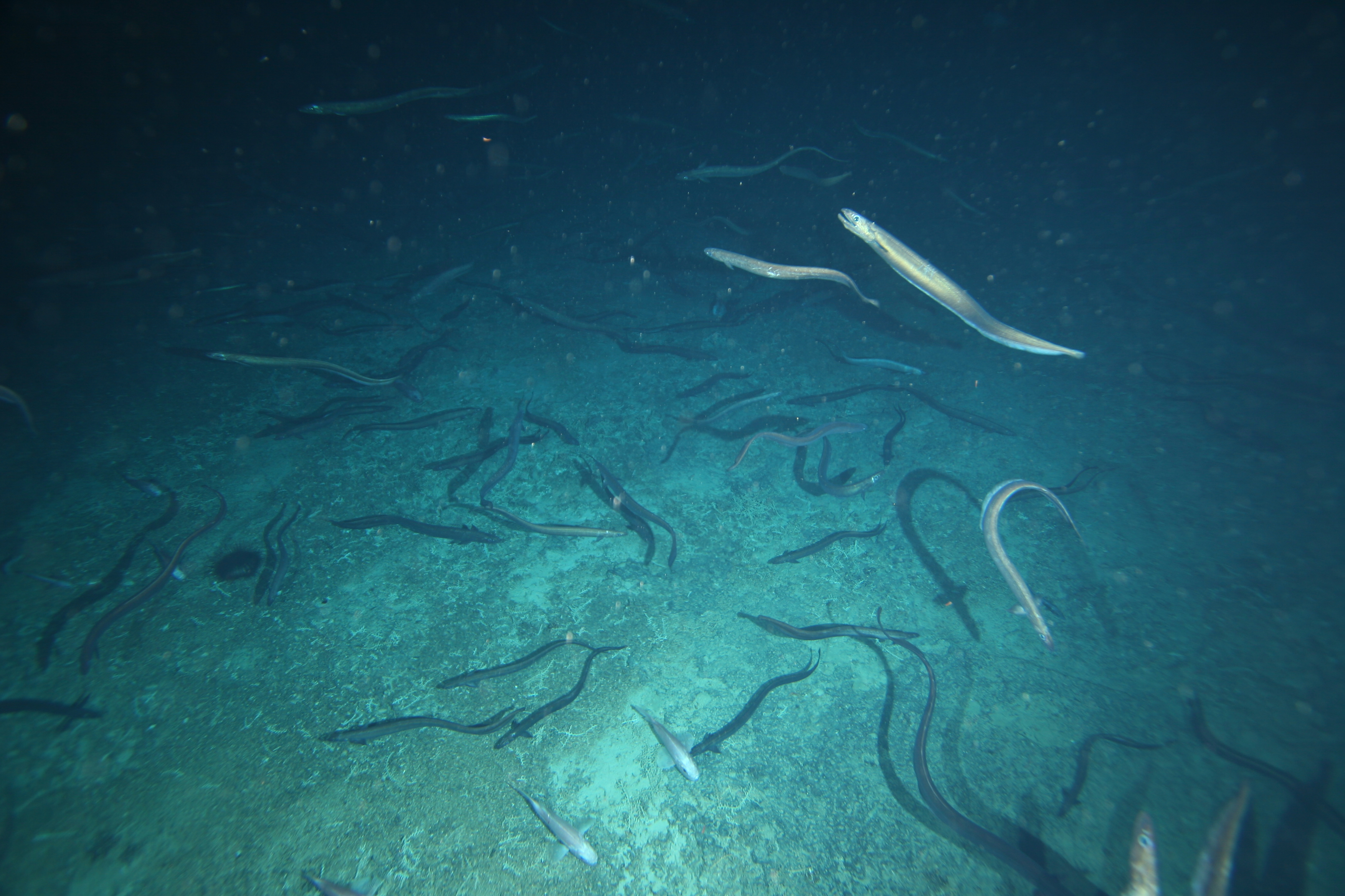 Basketwork eels
