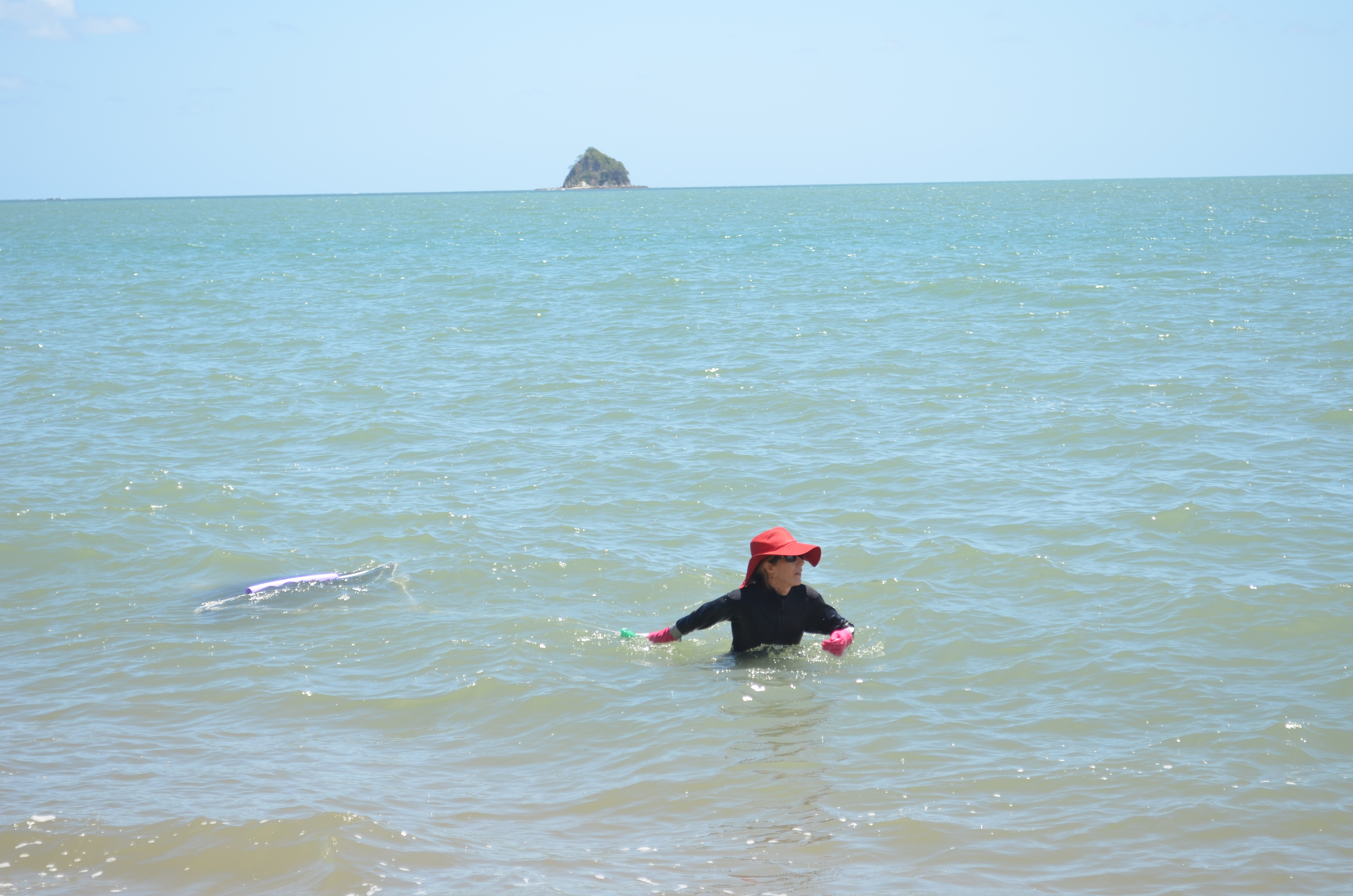 Sampling for Irukandji using an Irukandji sampling net at Palm Cove. Regular sampling is undertaken over the North Queensland summer.