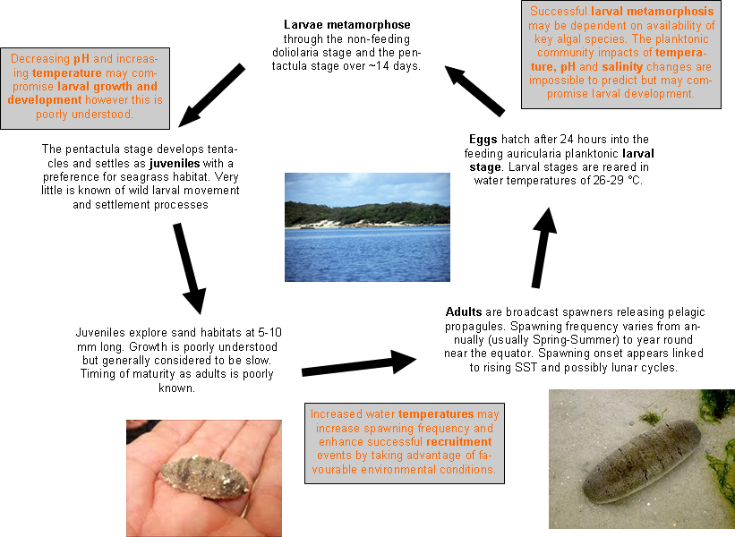 Sandfish lifecycle