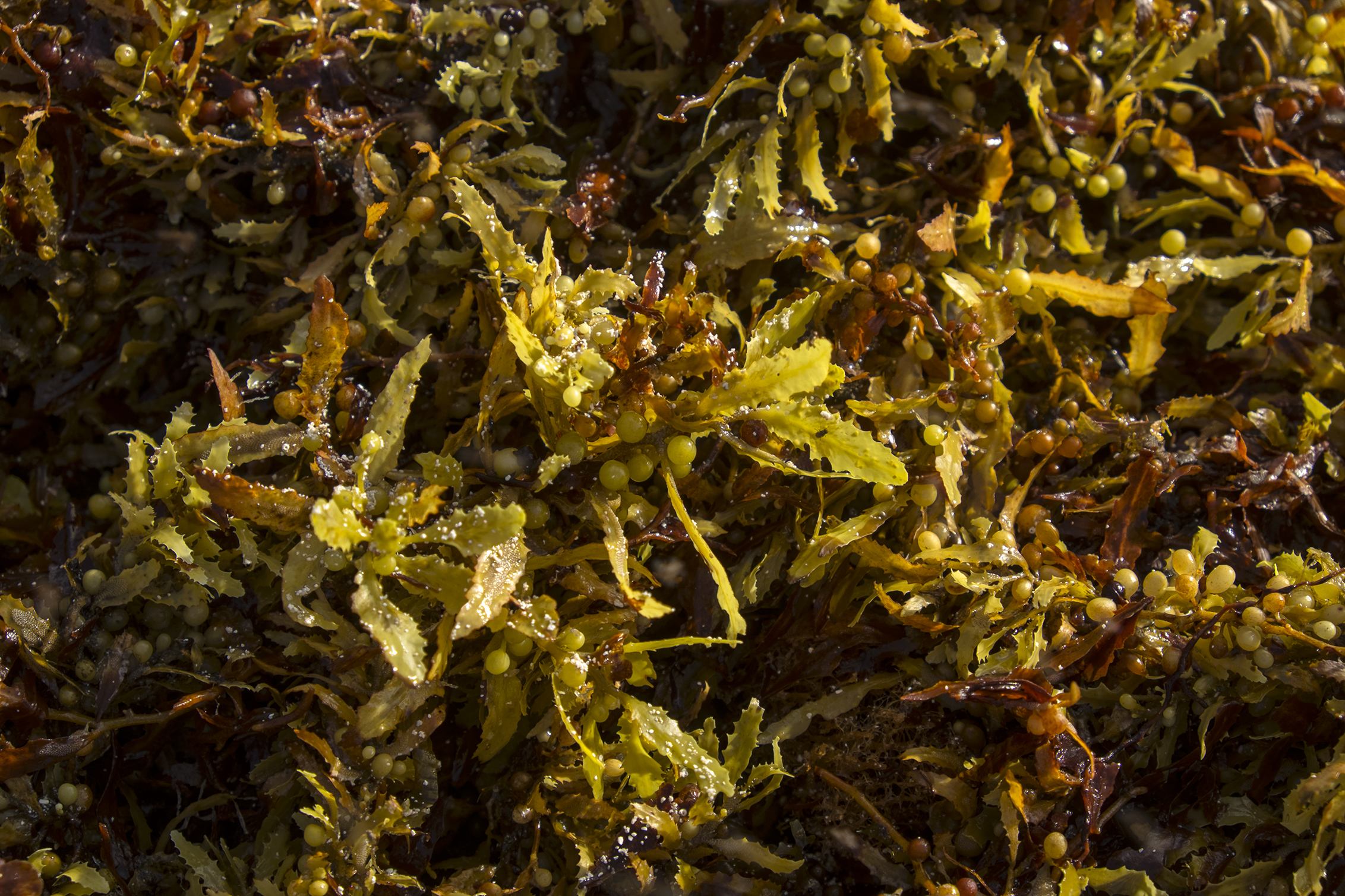 Macroalgae