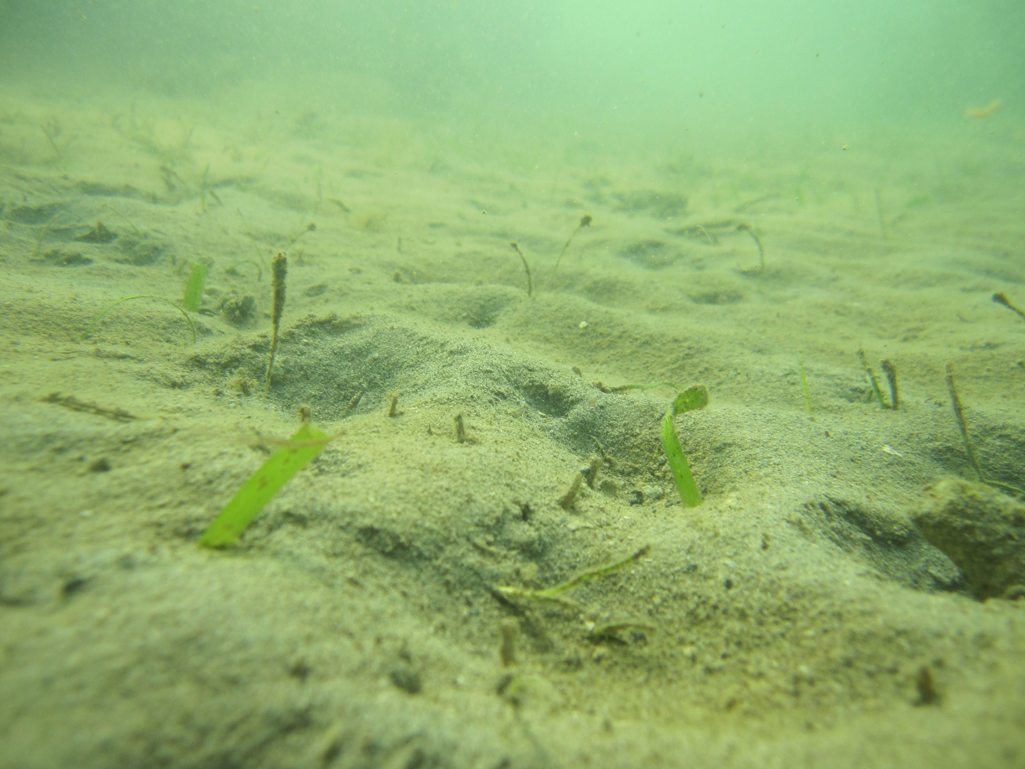 Seagrass at Magnetic Island - Feb 2011