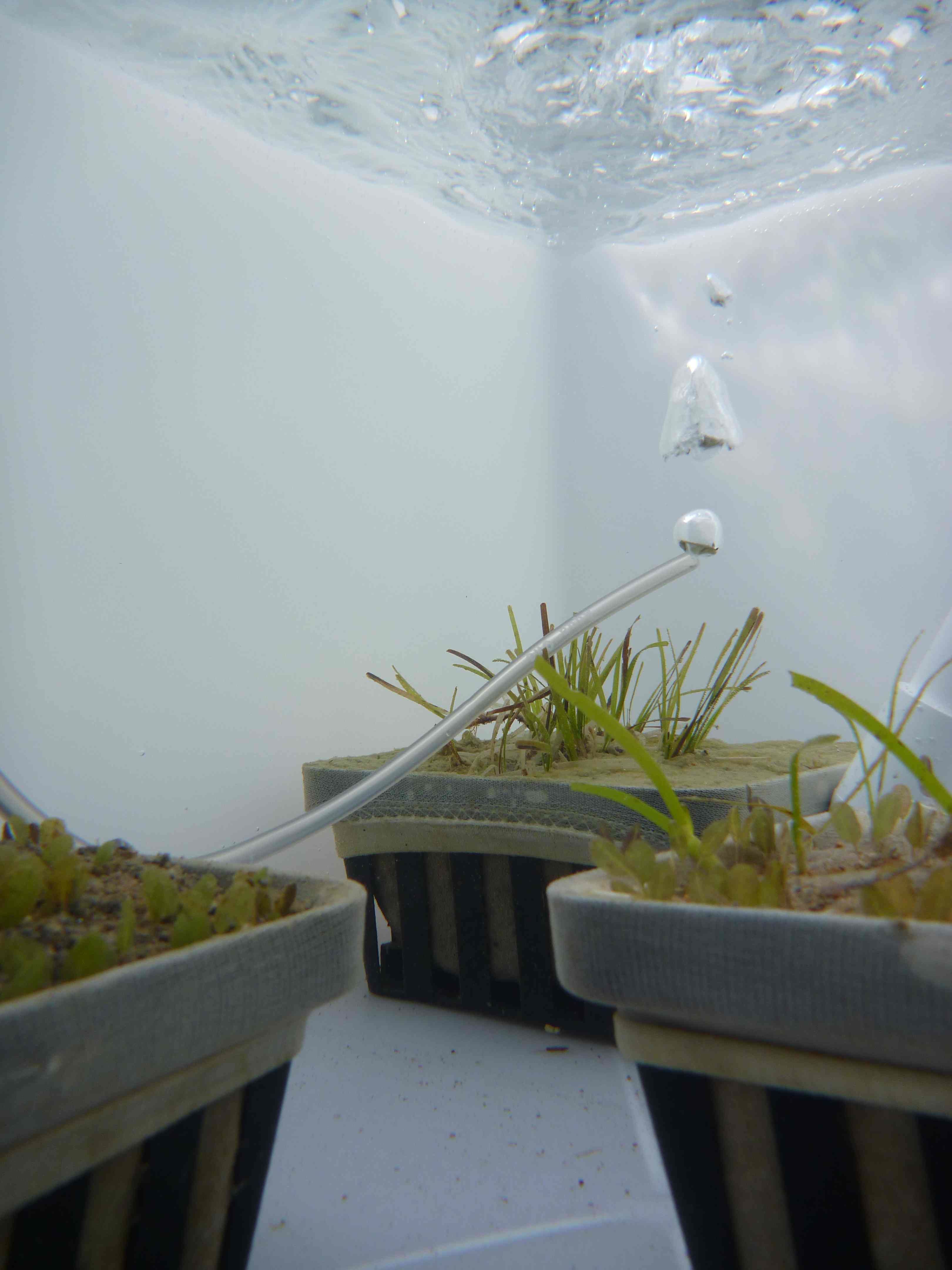 Seagrass transplanted into trays