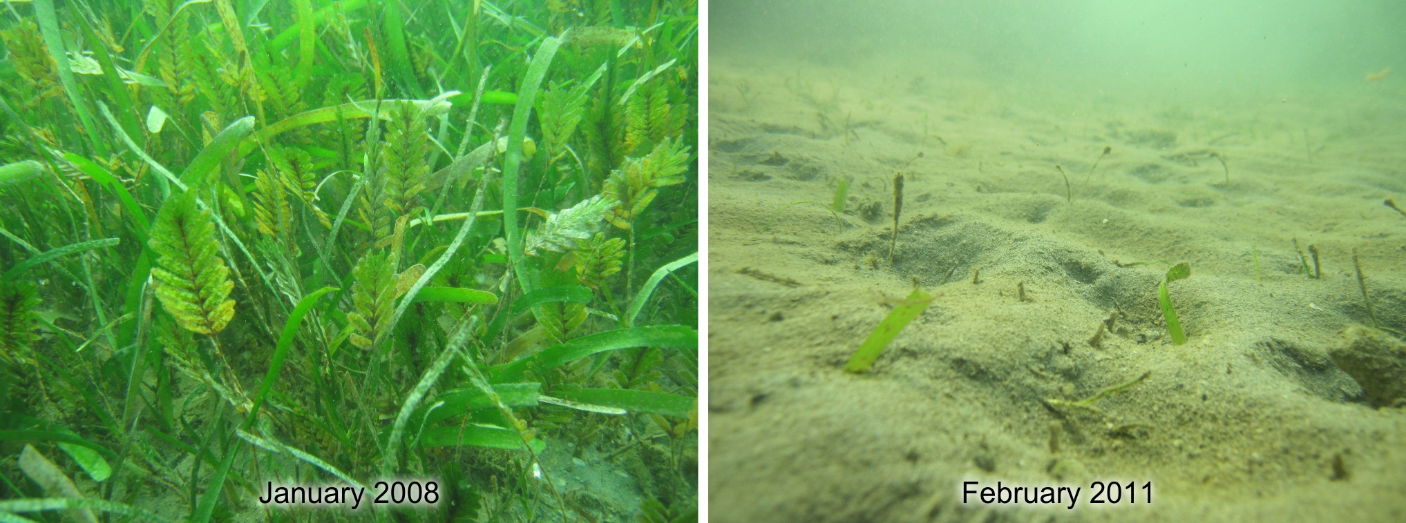Seagrass loss at Magnetic Island, near Townsville