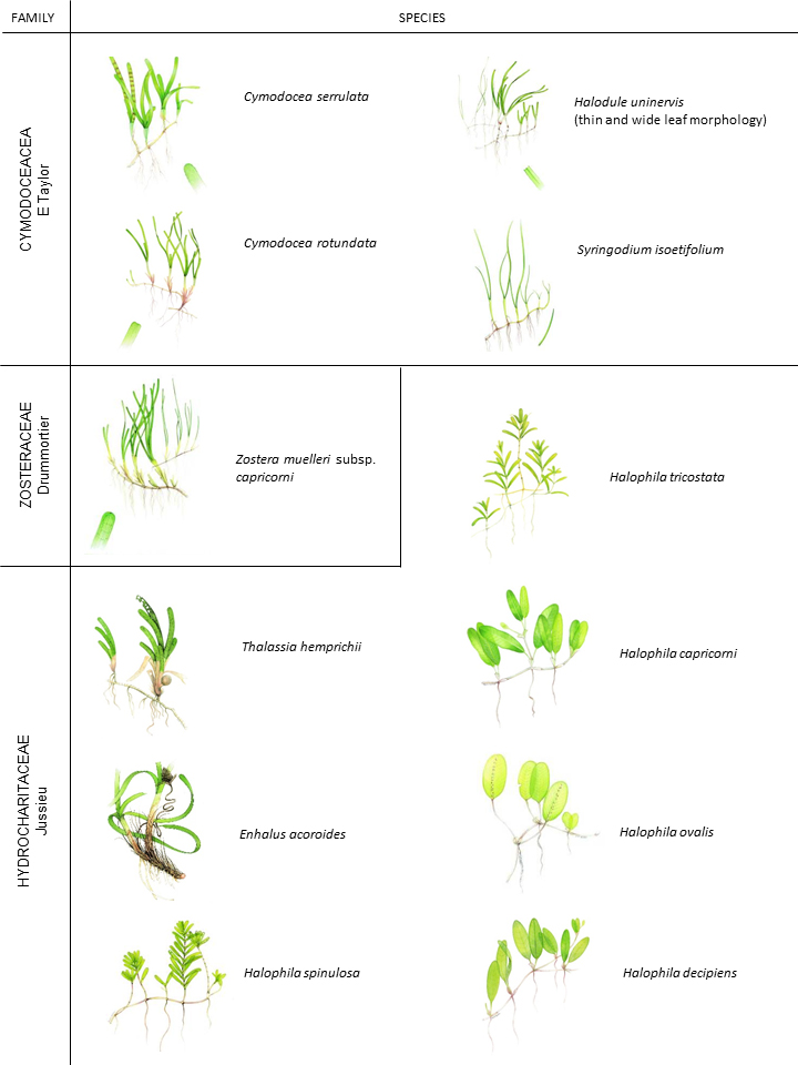 Illustration of seagrass species in the GBRWHA