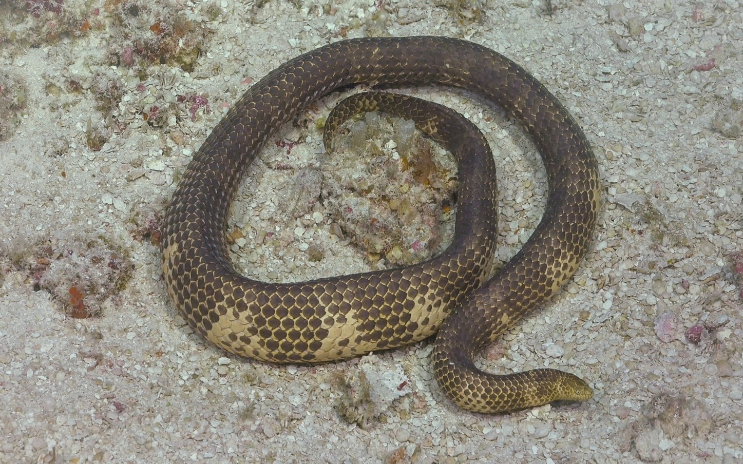 Short Nosed Sea Snake