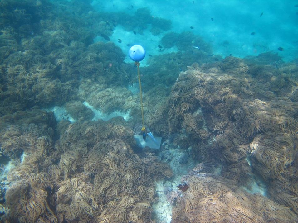 Mer Island - Torres Strait Temperature Logger (Slope Logger: MERSL1)