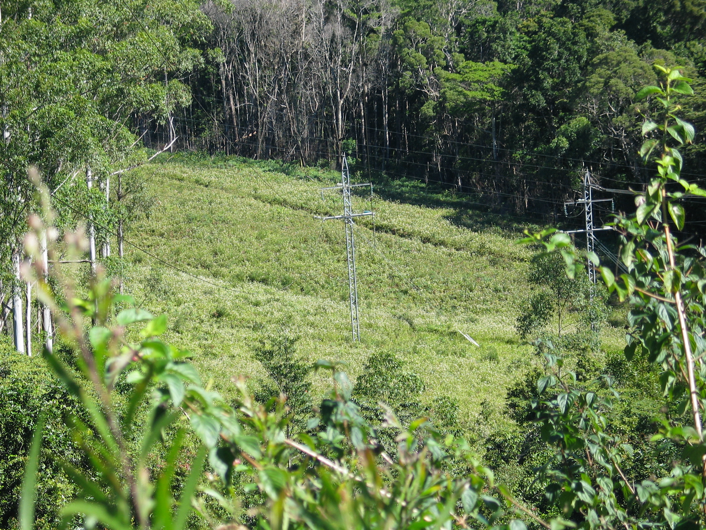 Stevia ovata along a powerline near Ravenshoe