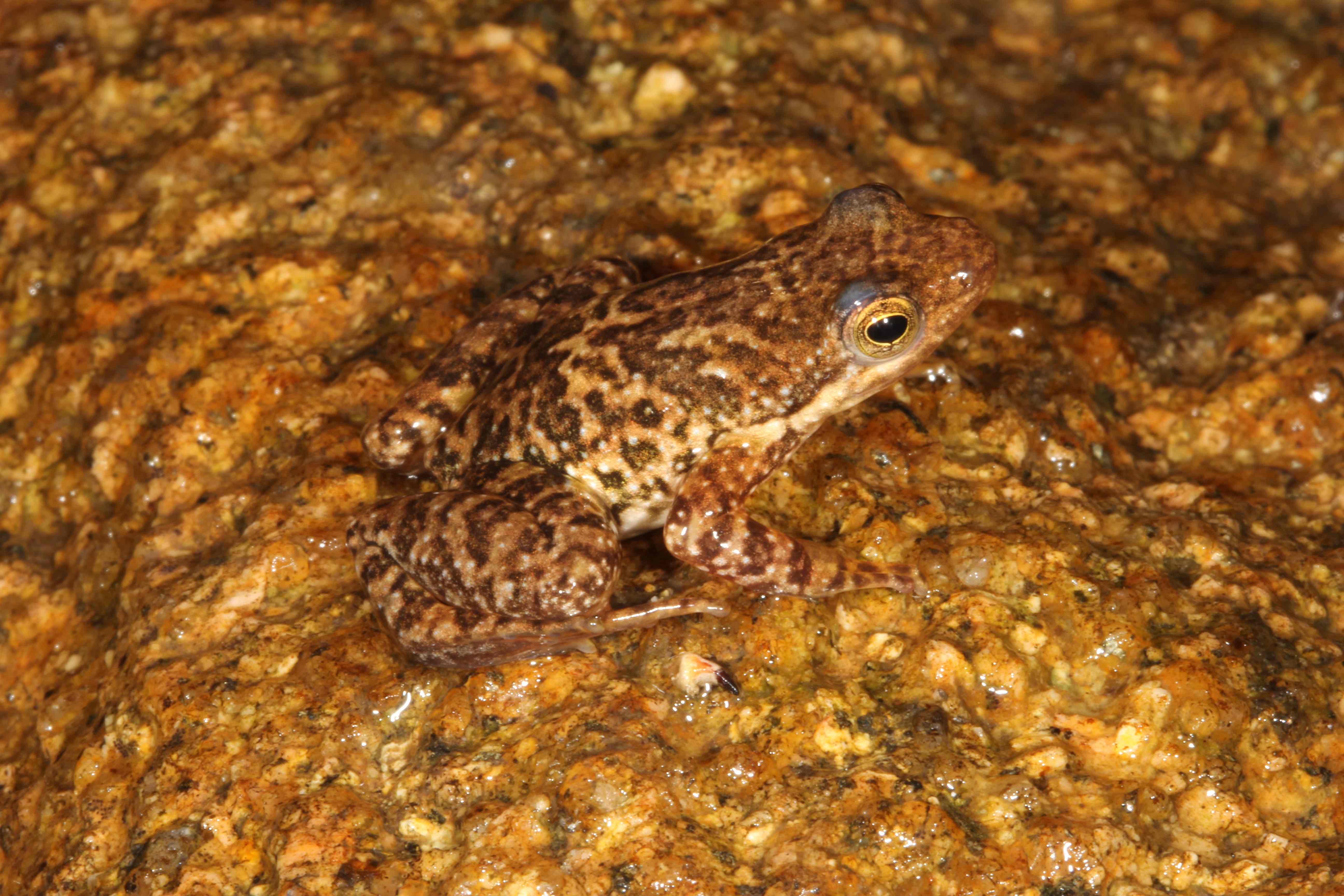 Taudactylus eungellensis, example of day frogs that have gone missing