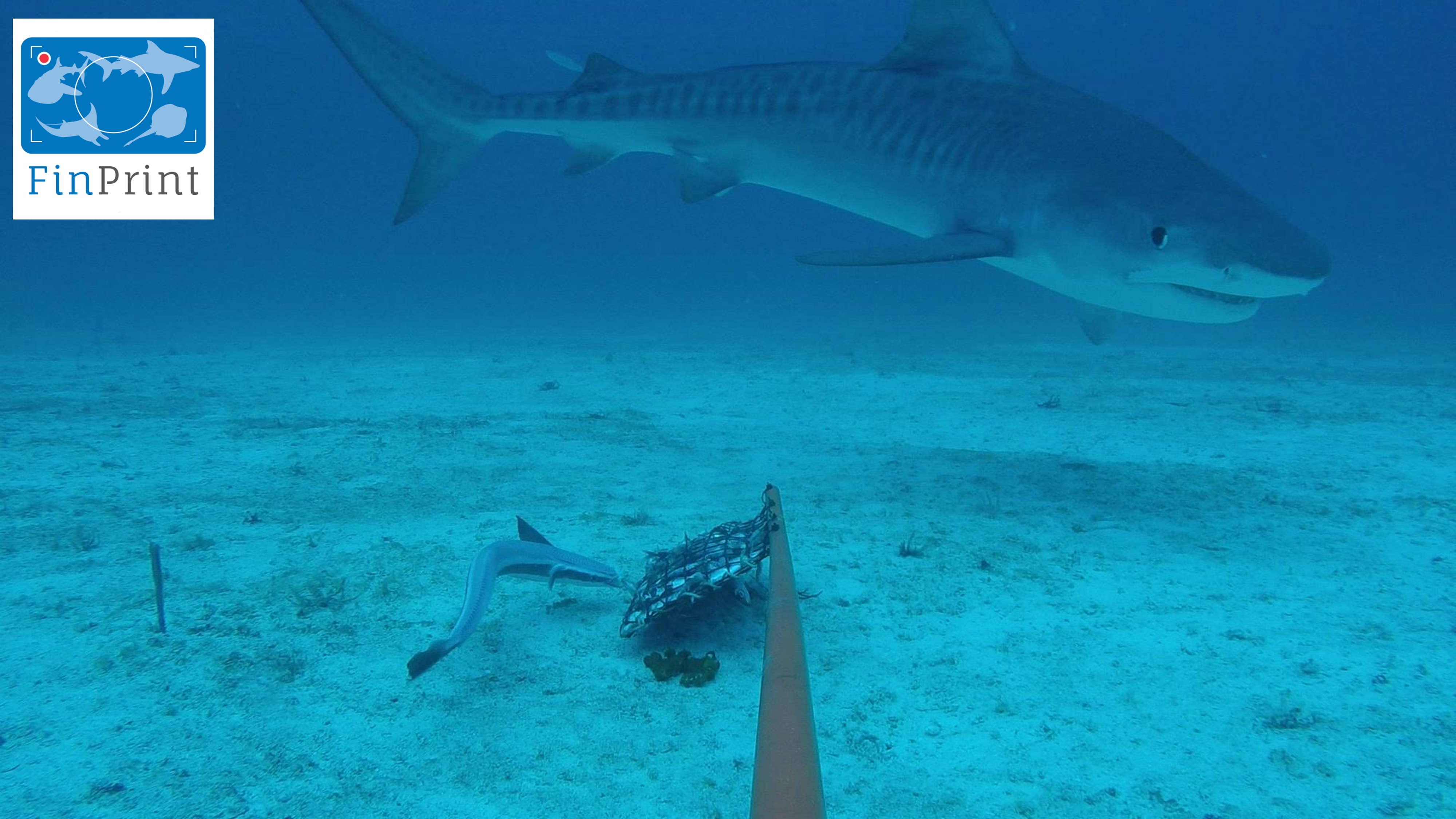 Tiger Shark