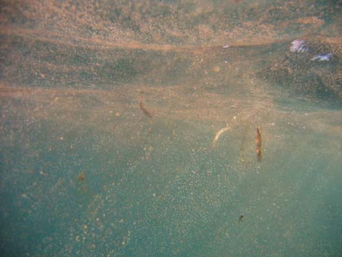 Trichodesmium