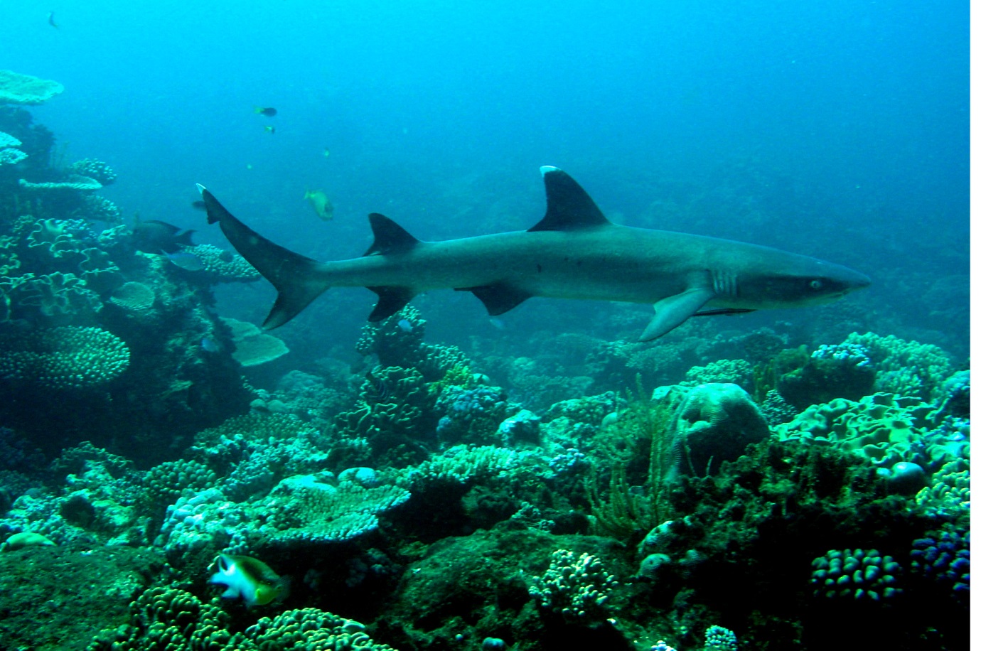 Whitetip reef shark swimming over reef