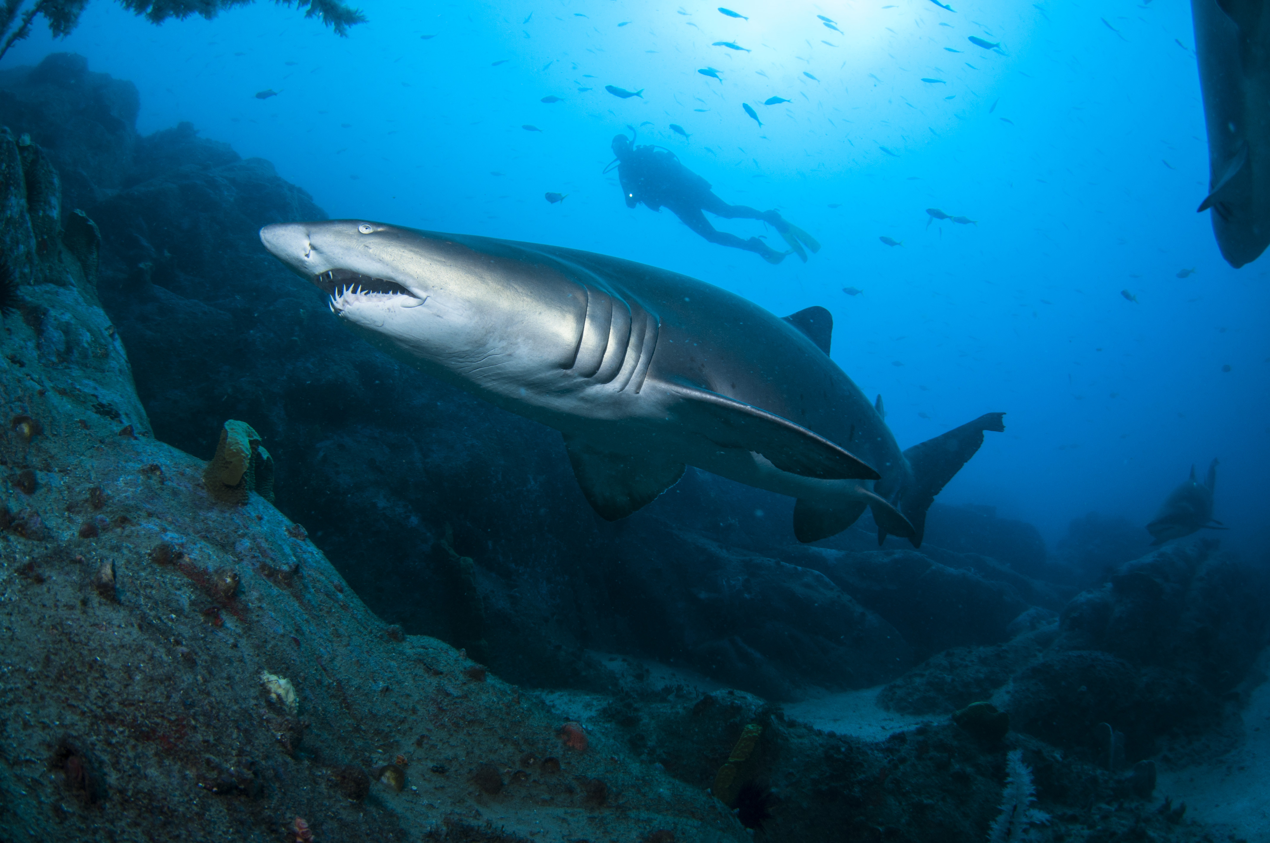 Grey nurse shark and diver off South-west Rocks