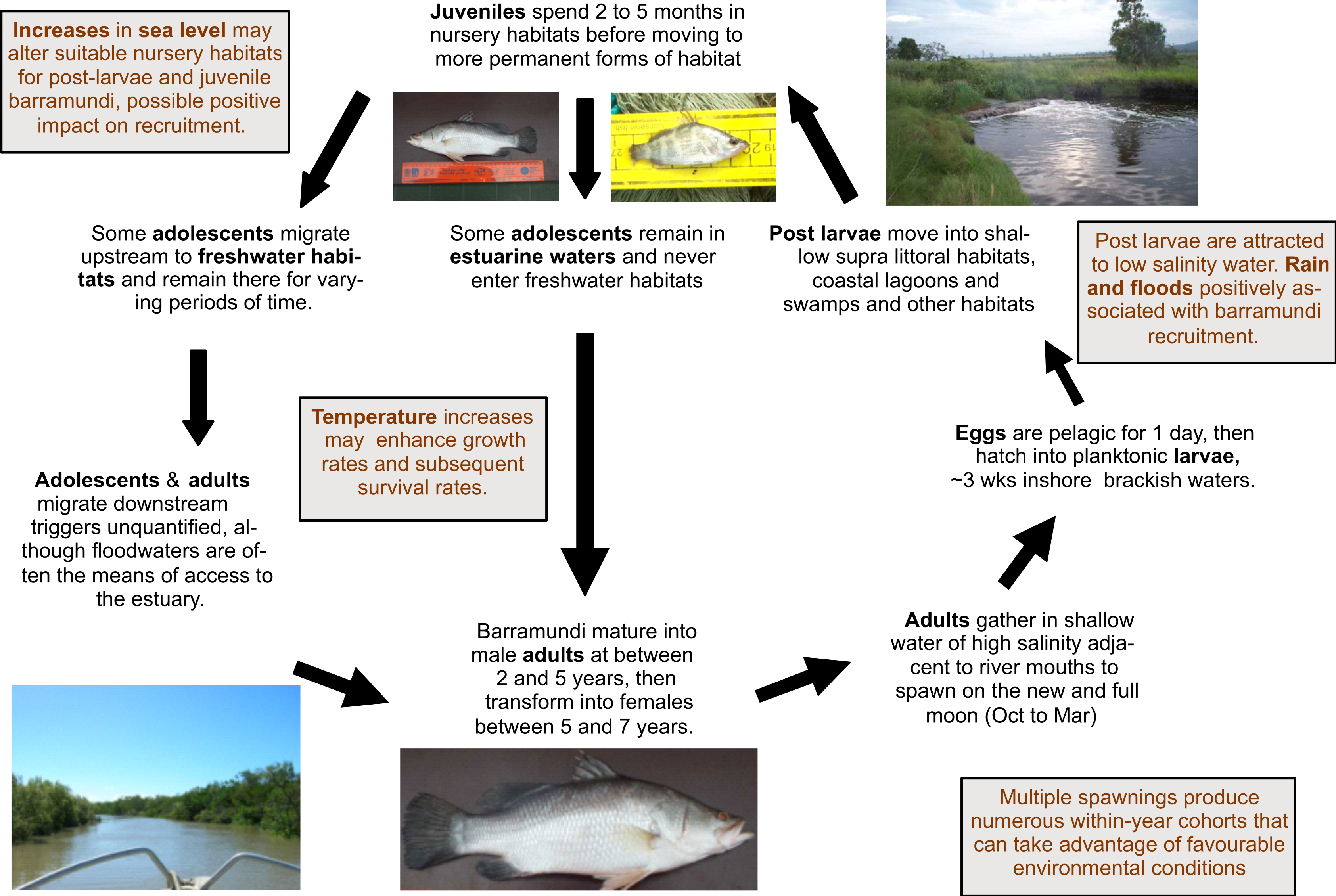 Barramundi life cycle