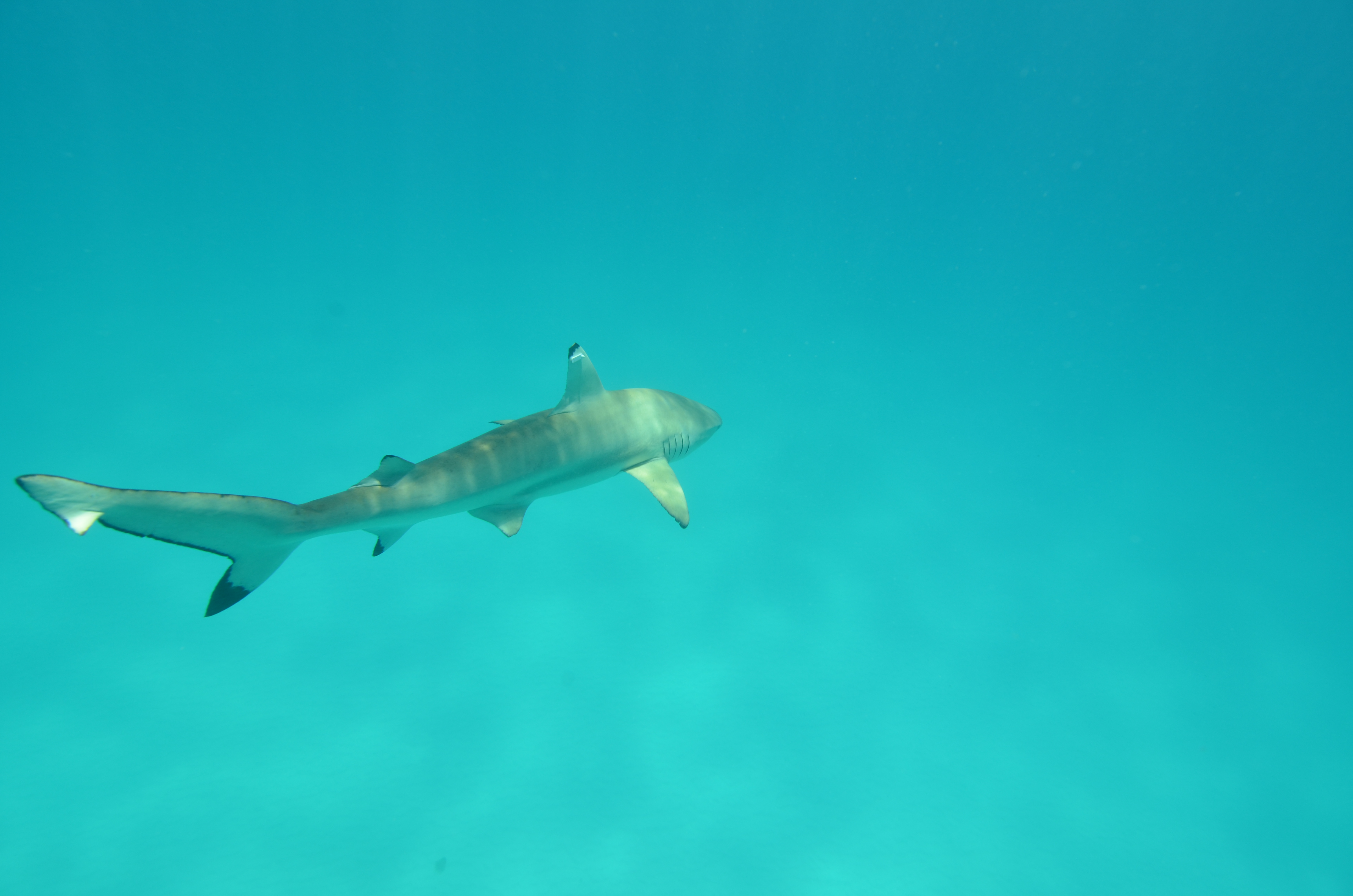 Tagged blacktip reef shark