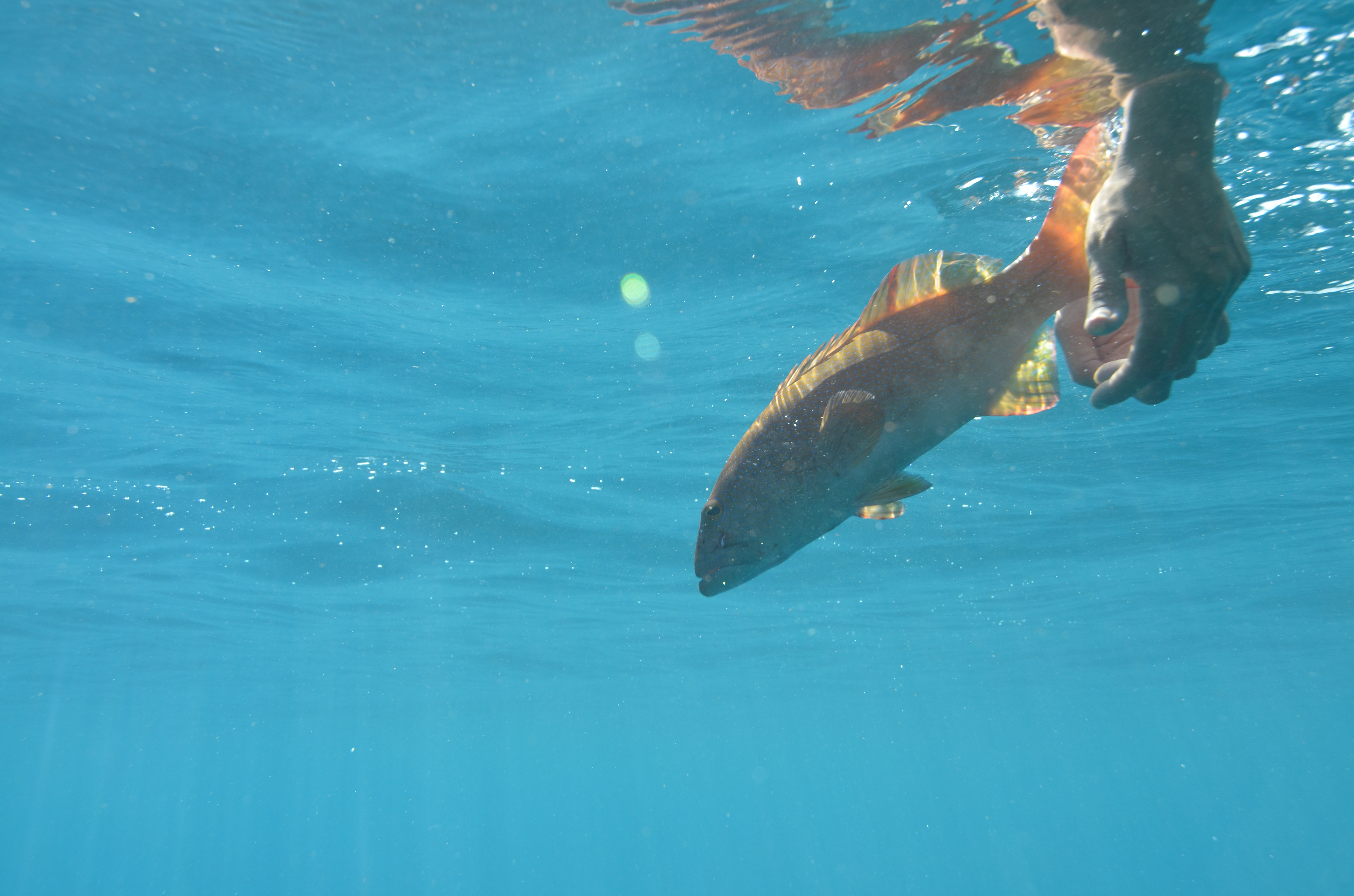 Release of a coral trout