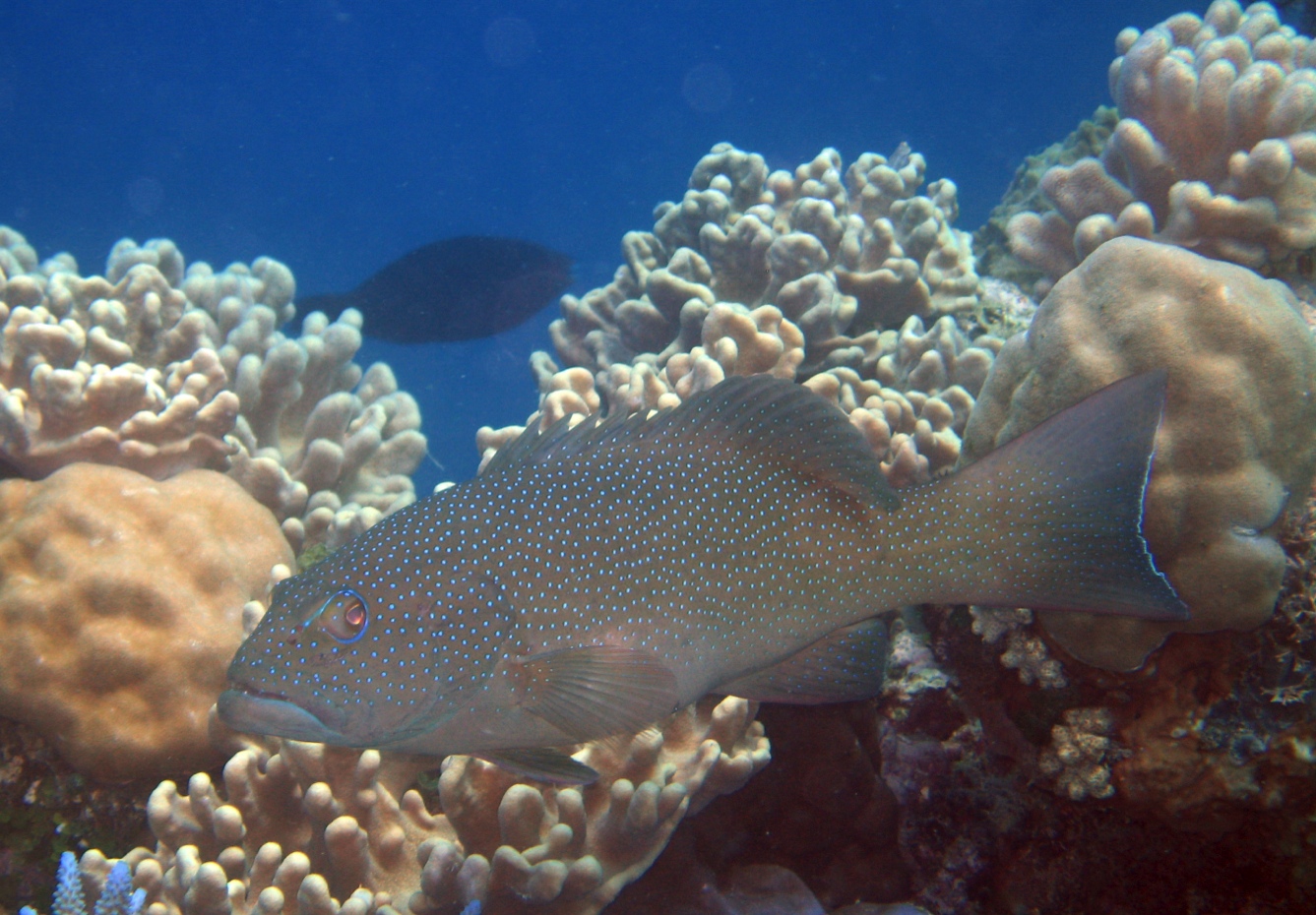 Plectropomus leopardus