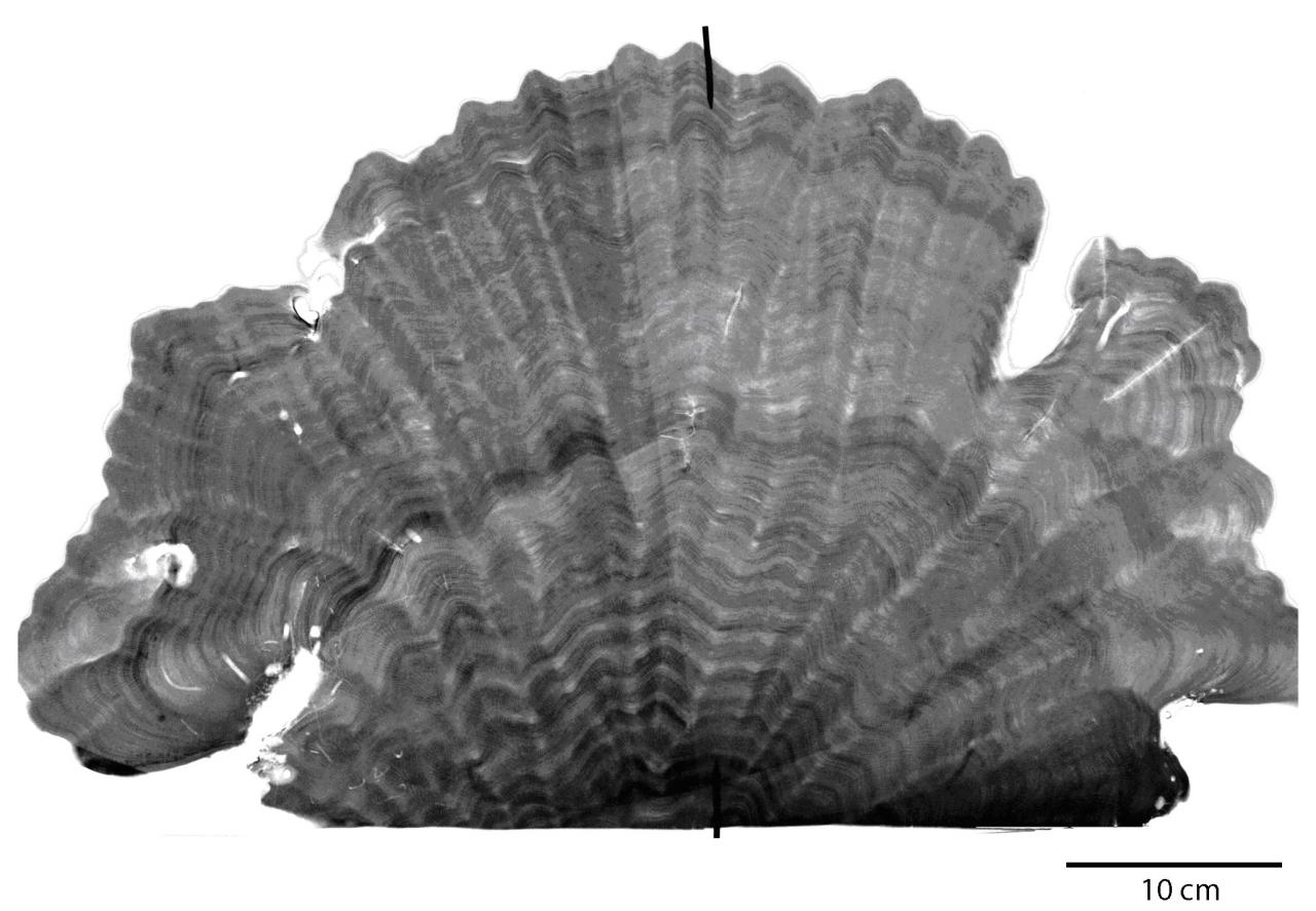 Coral slab growthrings