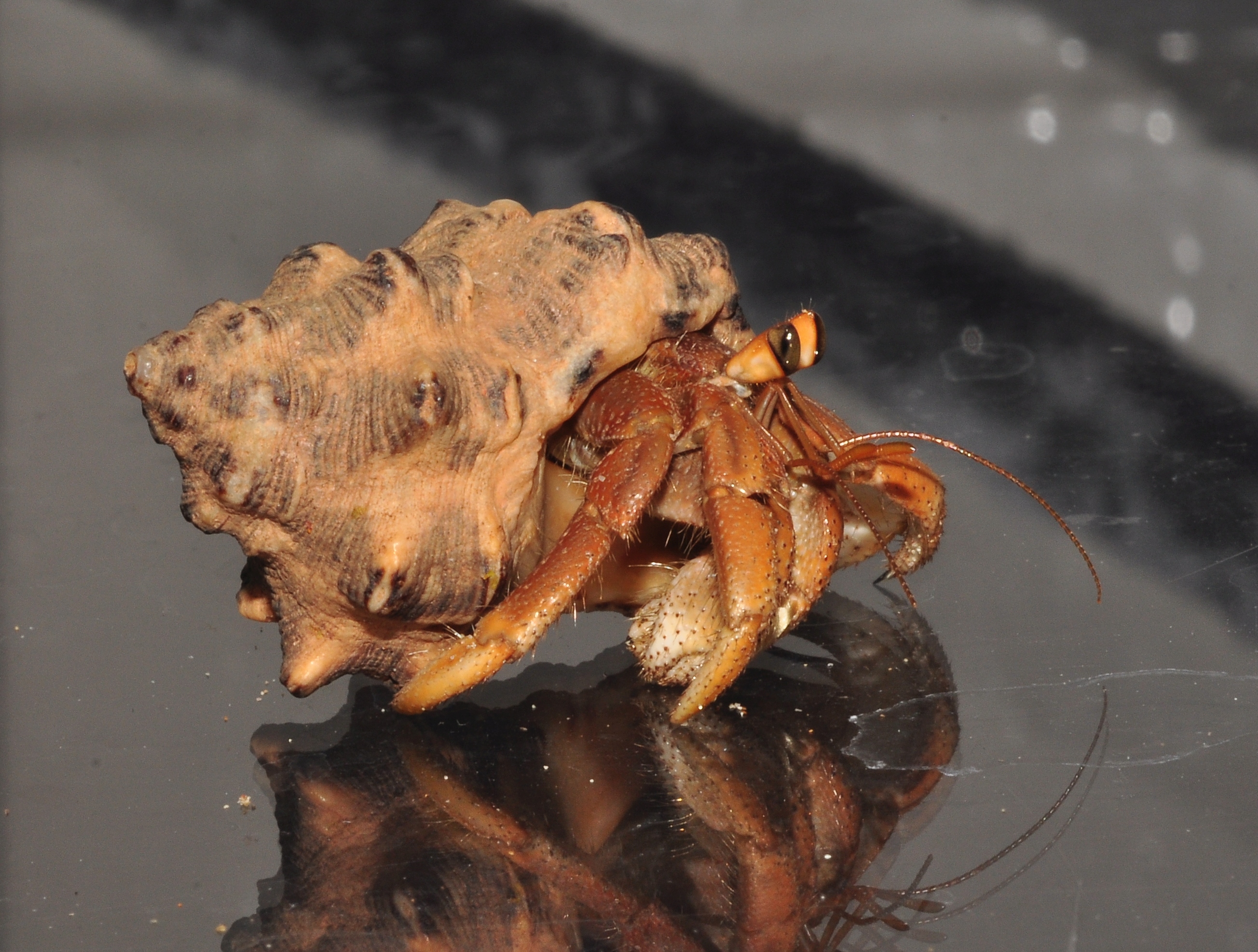 Adult Coenobita variabilis hermit crab