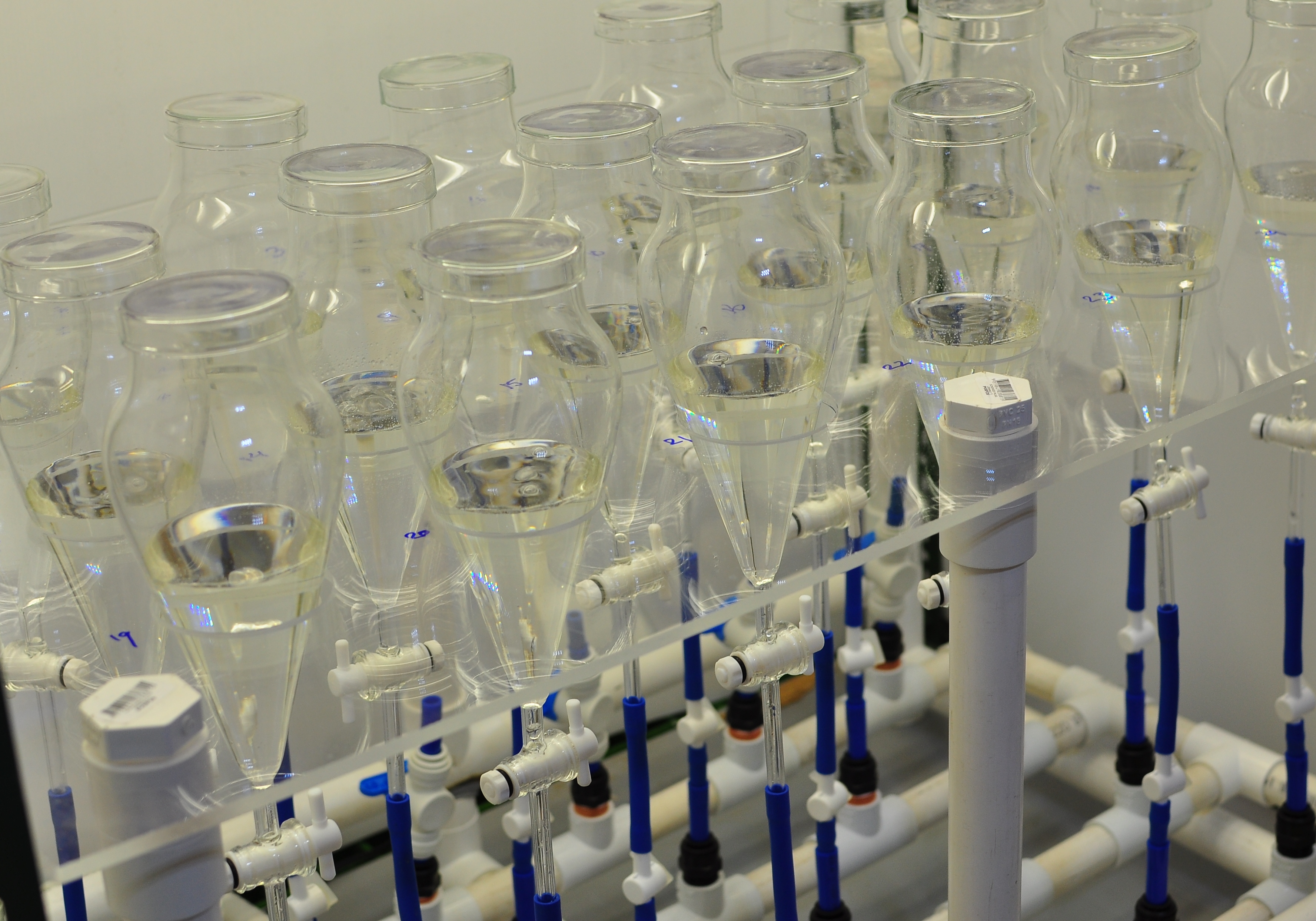 Experimental system for conducting toxicity assessments of contaminants/mixtures on larval stage of tropical marine organisms